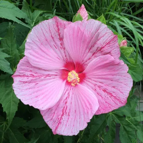 lyserød hibiscus