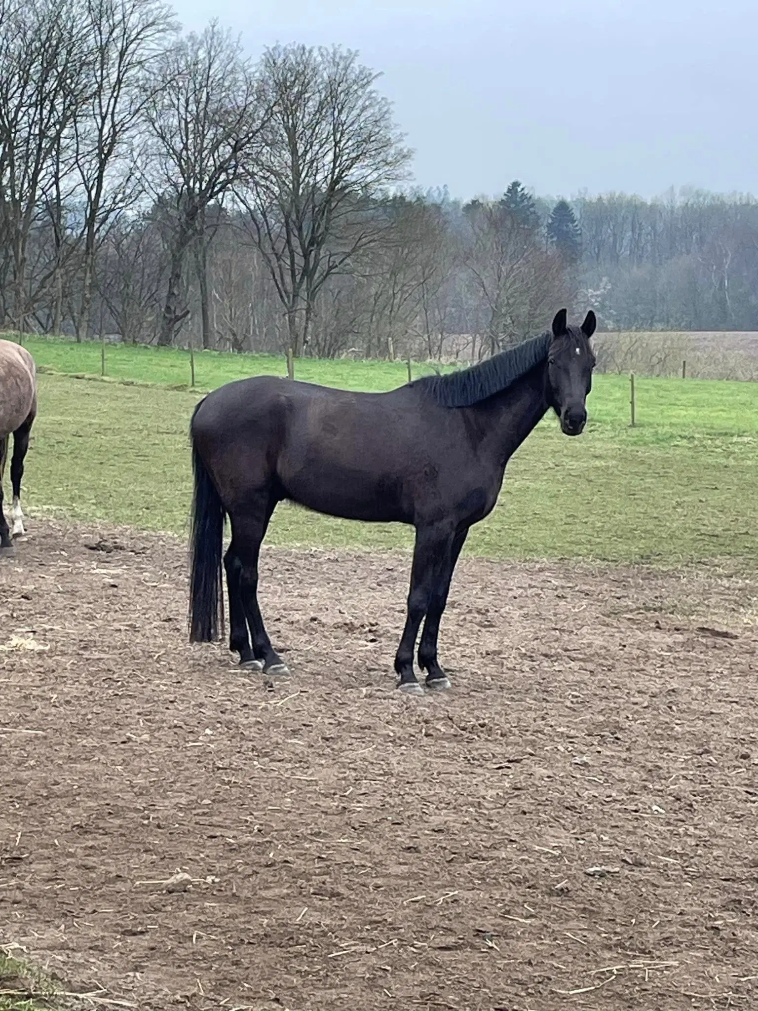 Ung hest tilredet og nem i alt omgang