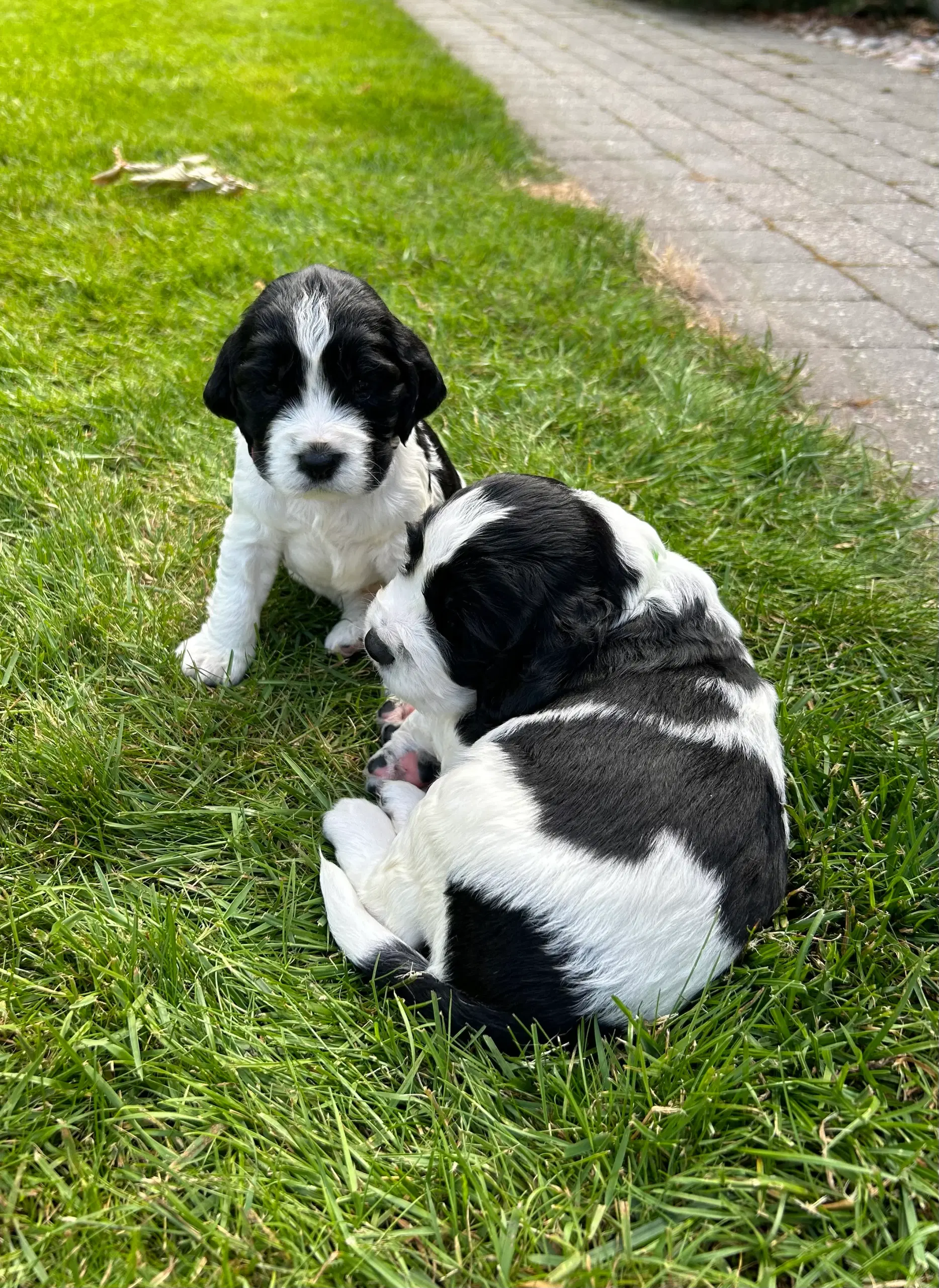 Engelsk springer spaniel