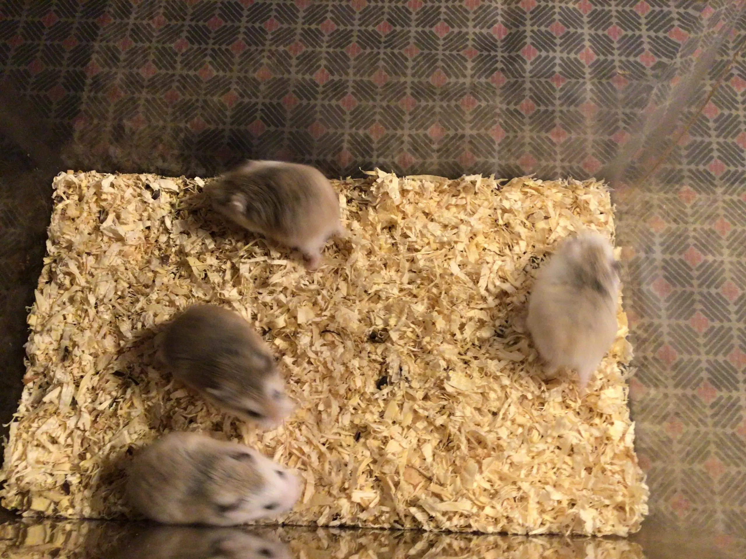 Roborovski hamster