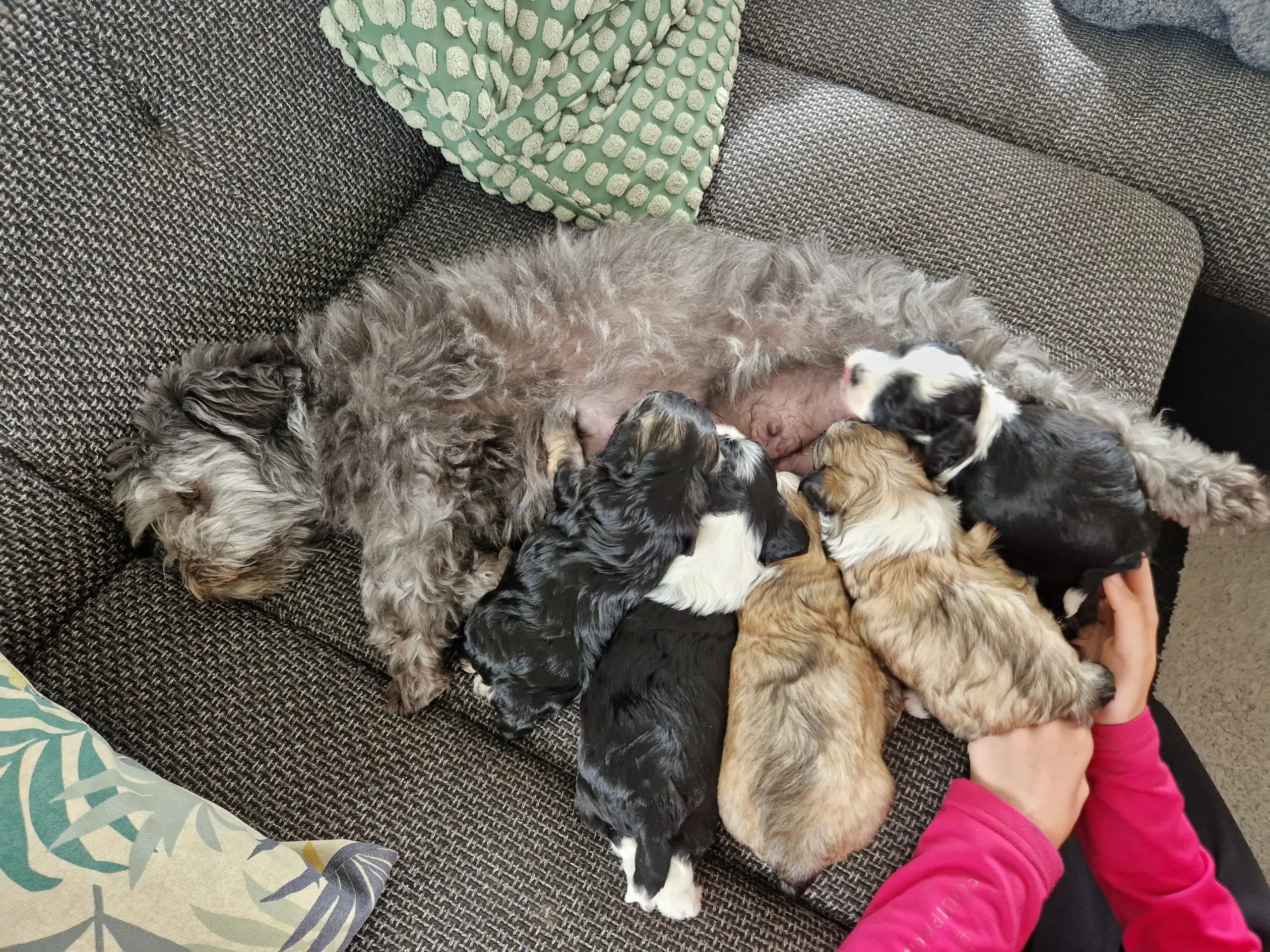 Brichon Havanese/malteser hvalpe sælges