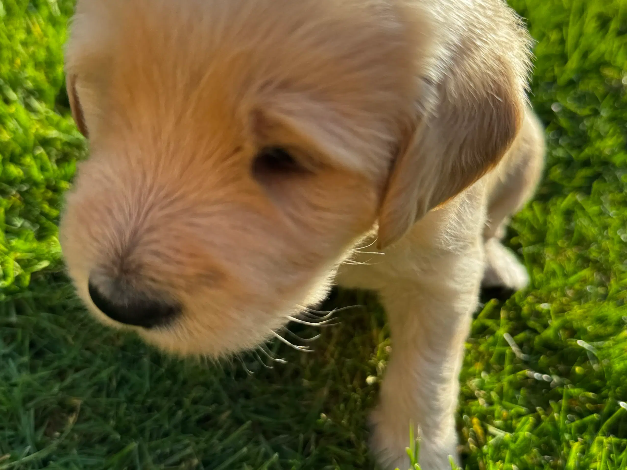 Labradoodle hvalpe 2 drenge