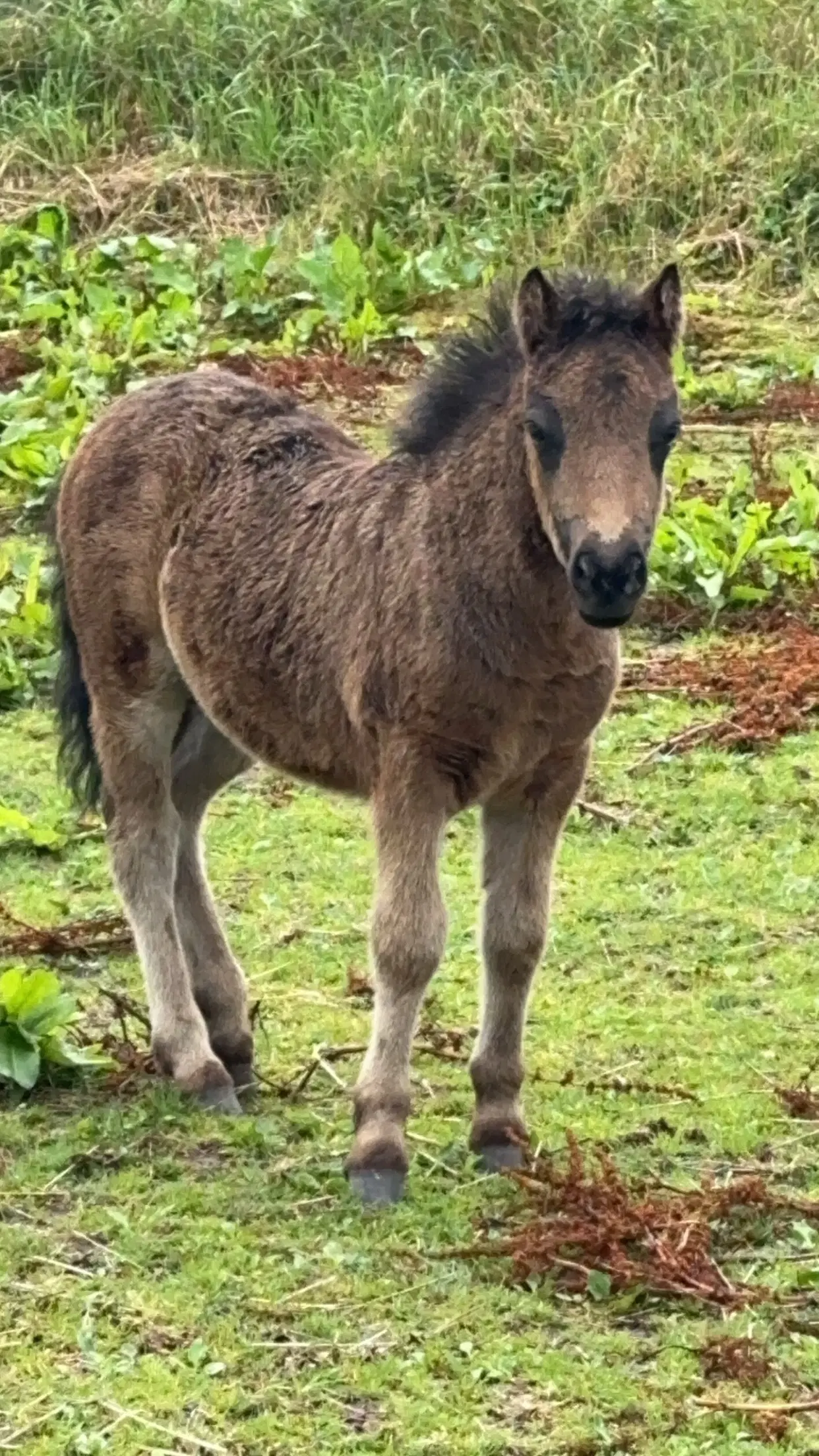 Shetlænder hingsteføl