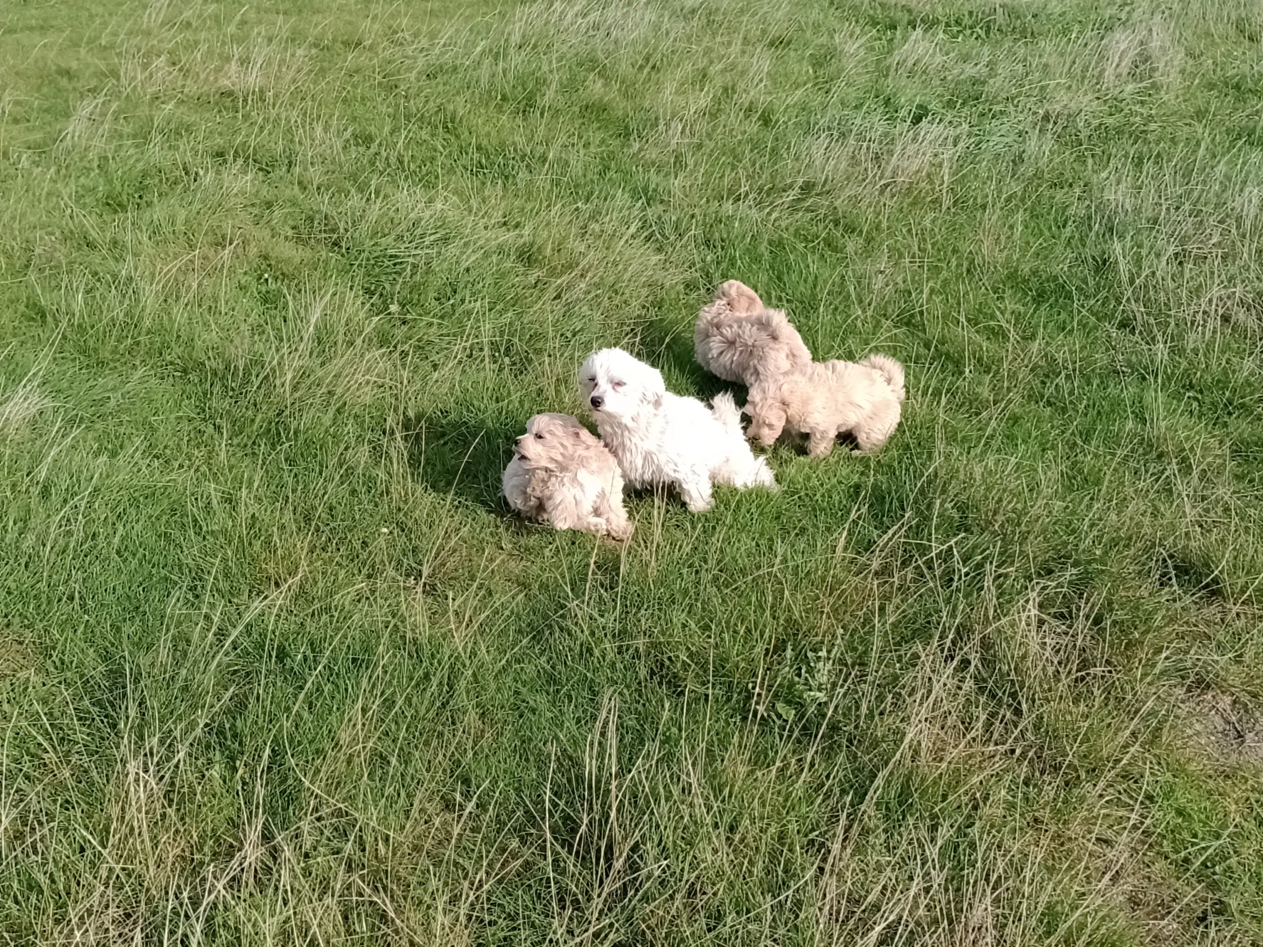 Maltipoo hvalpe