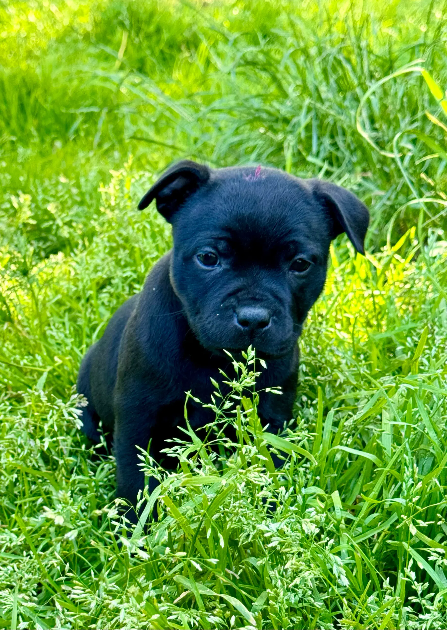 Staffordshire Bull terrier