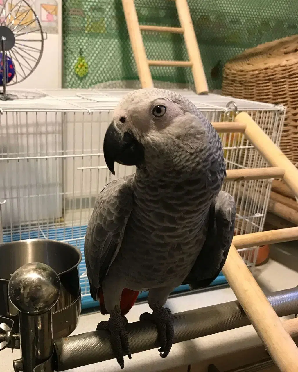 African grey parrots