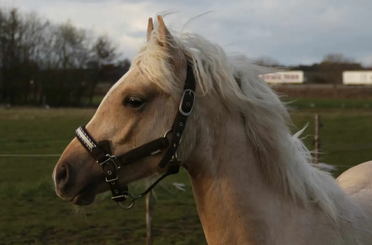 Smuk Pony Welsh Partbred 1 år 130 cm