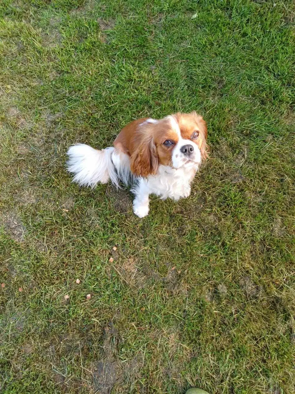 CAVALIER KING CHARLES SPANIEL PIGE SÆLGES