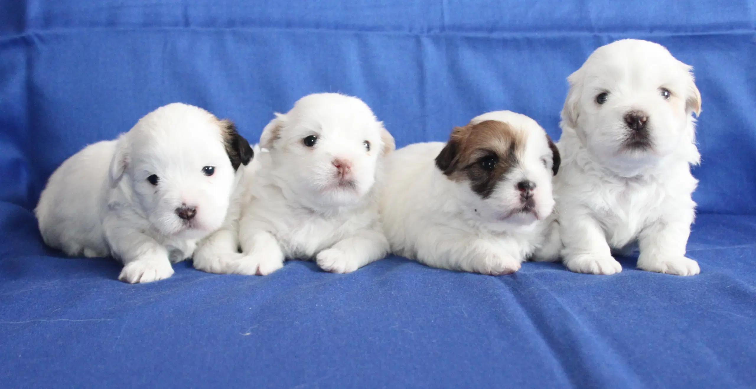 Coton De Tulear hvalpe ( Bomulds hvalpe)