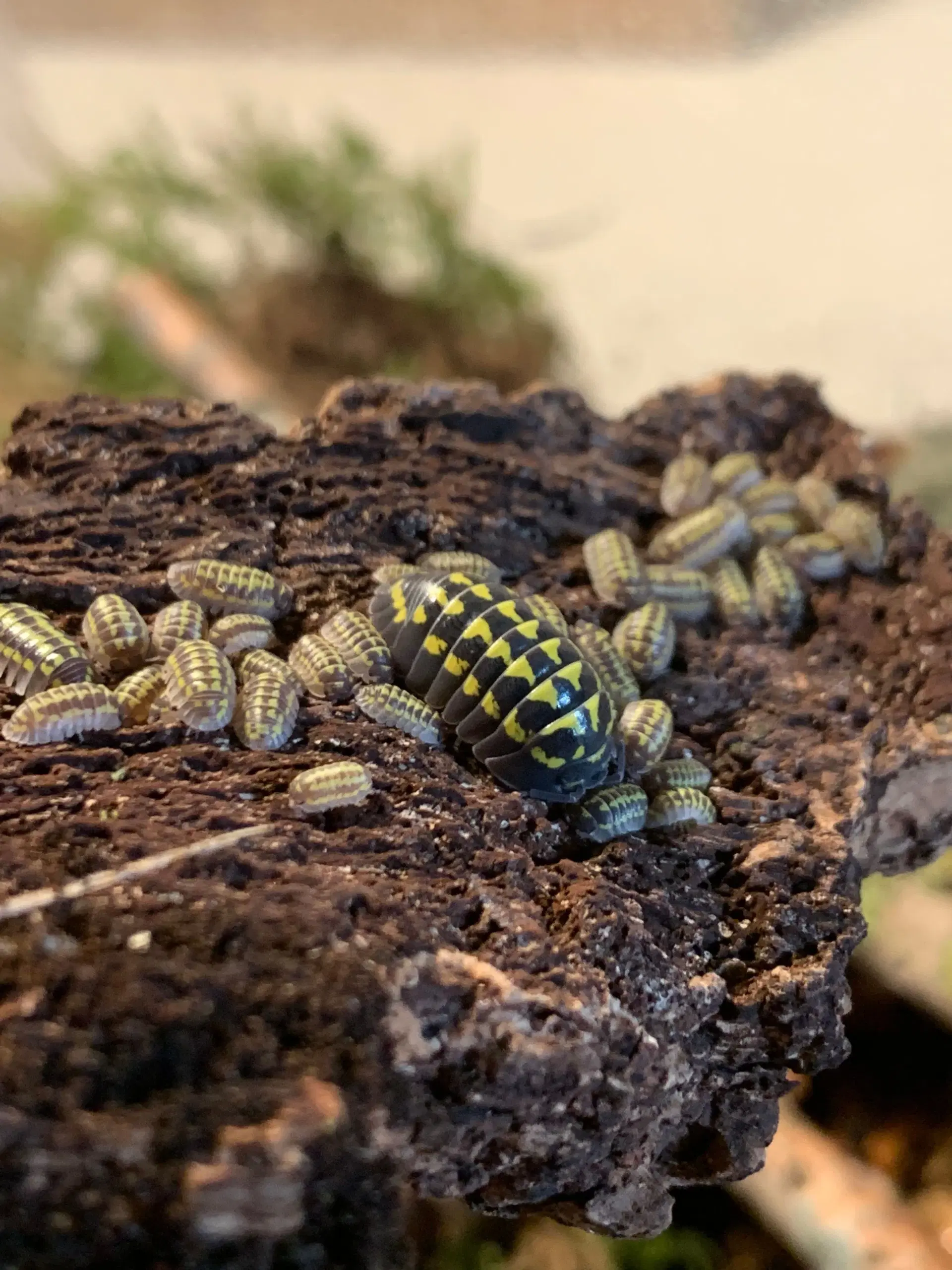 Armadillidium Gestroi sælges