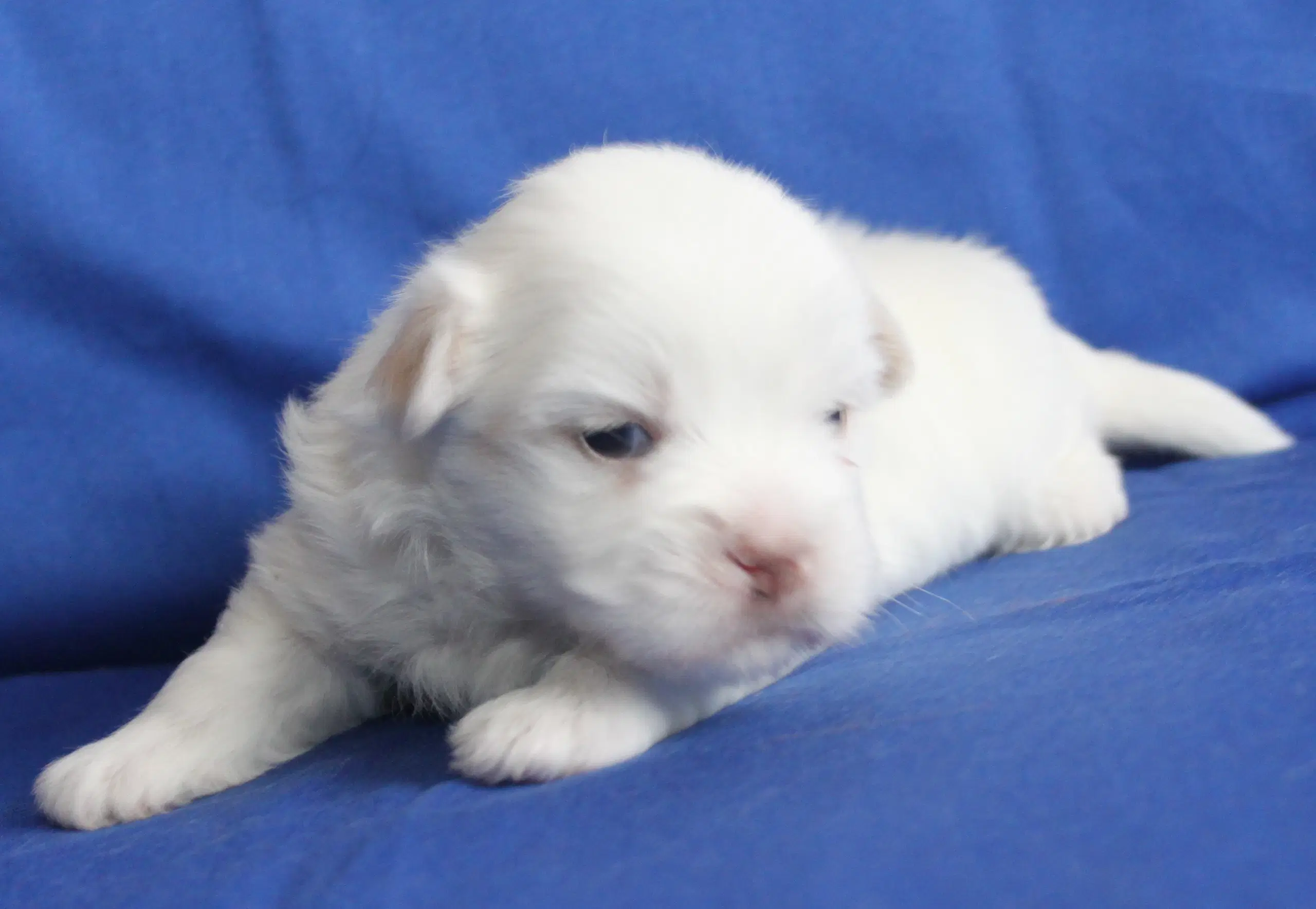 Coton De Tulear hvalpe ( Bomulds hvalpe)