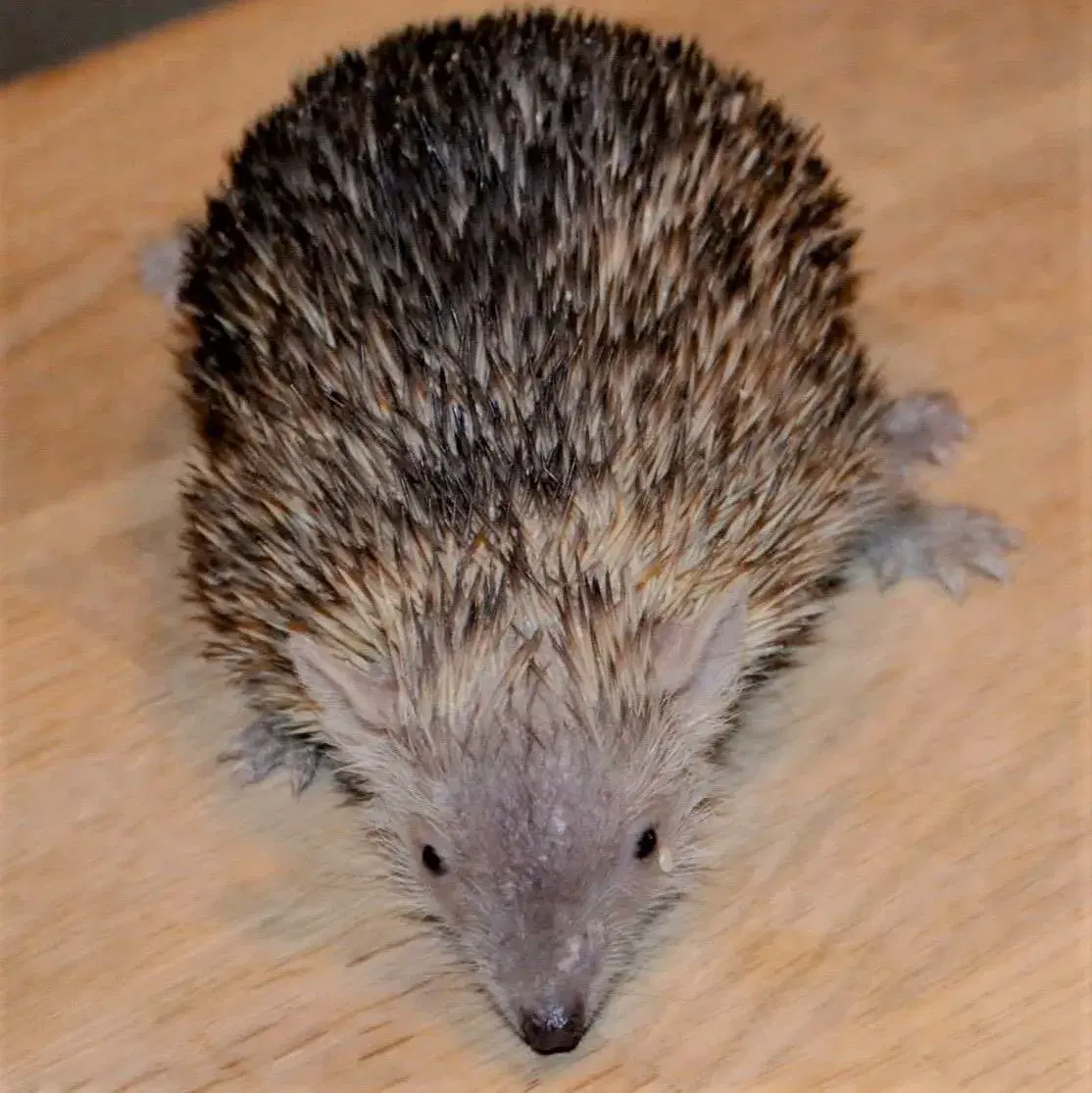 Tenrec