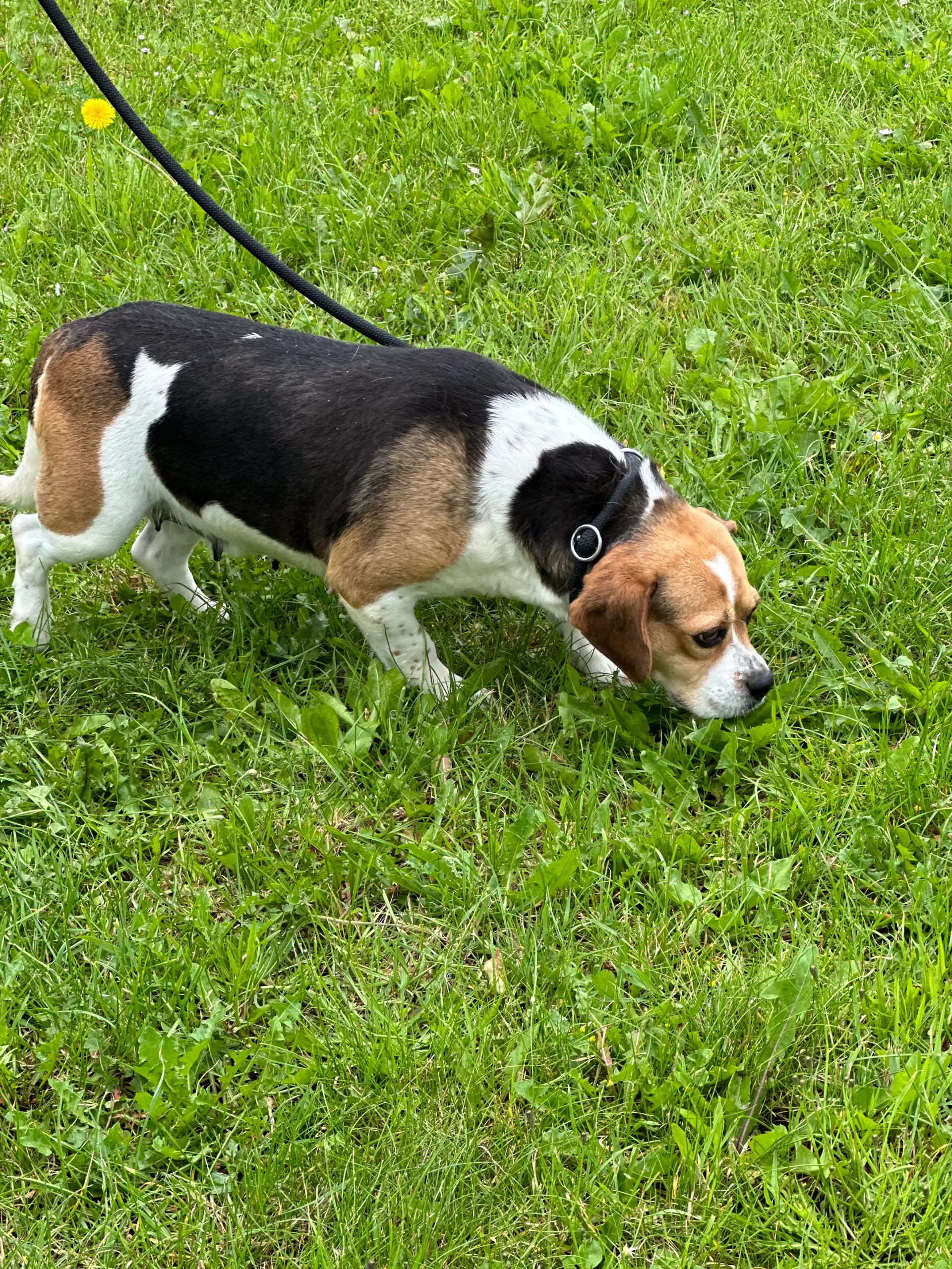 beagle fransk bulldog blanding