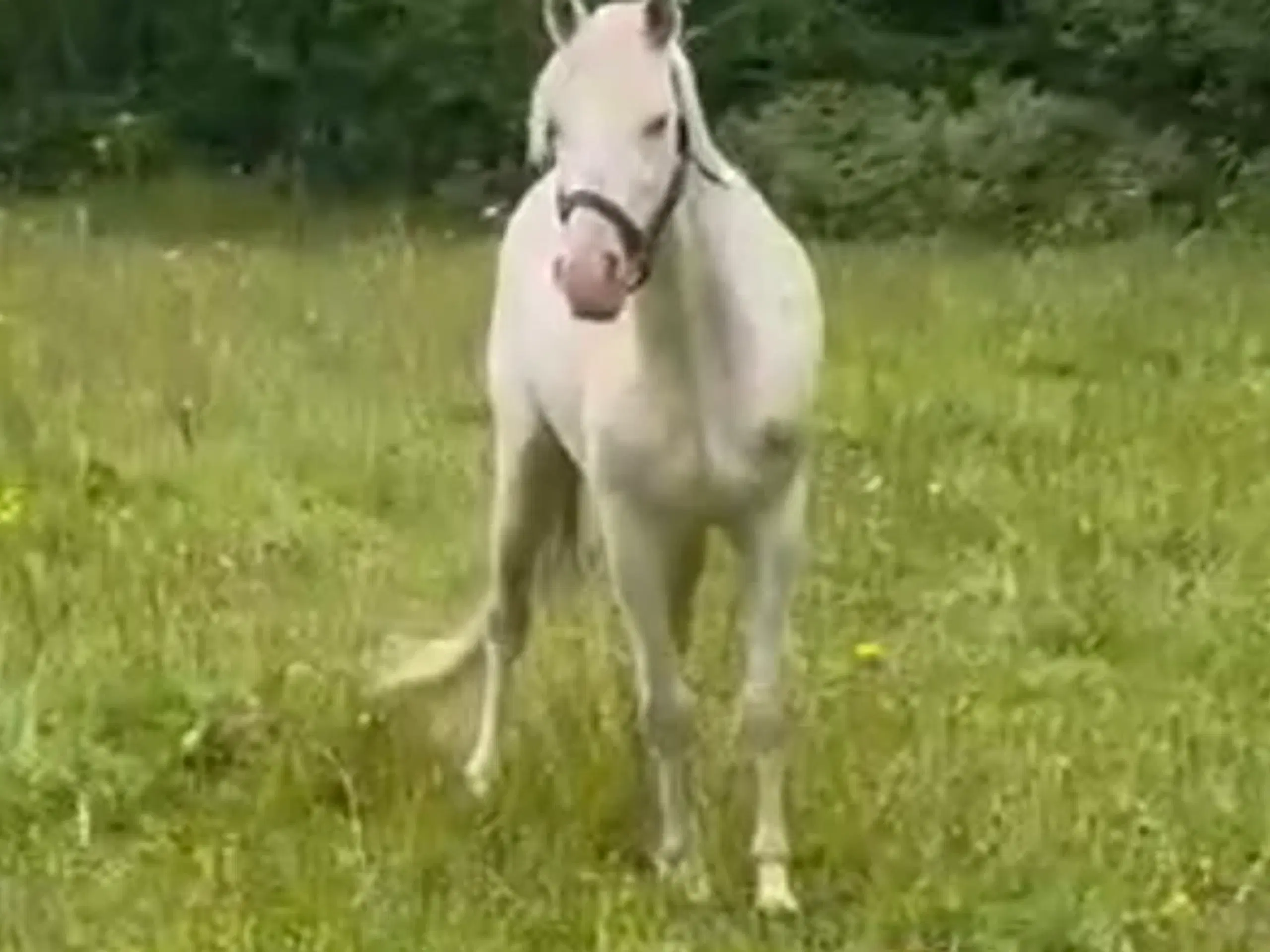 Sælges eller byttes