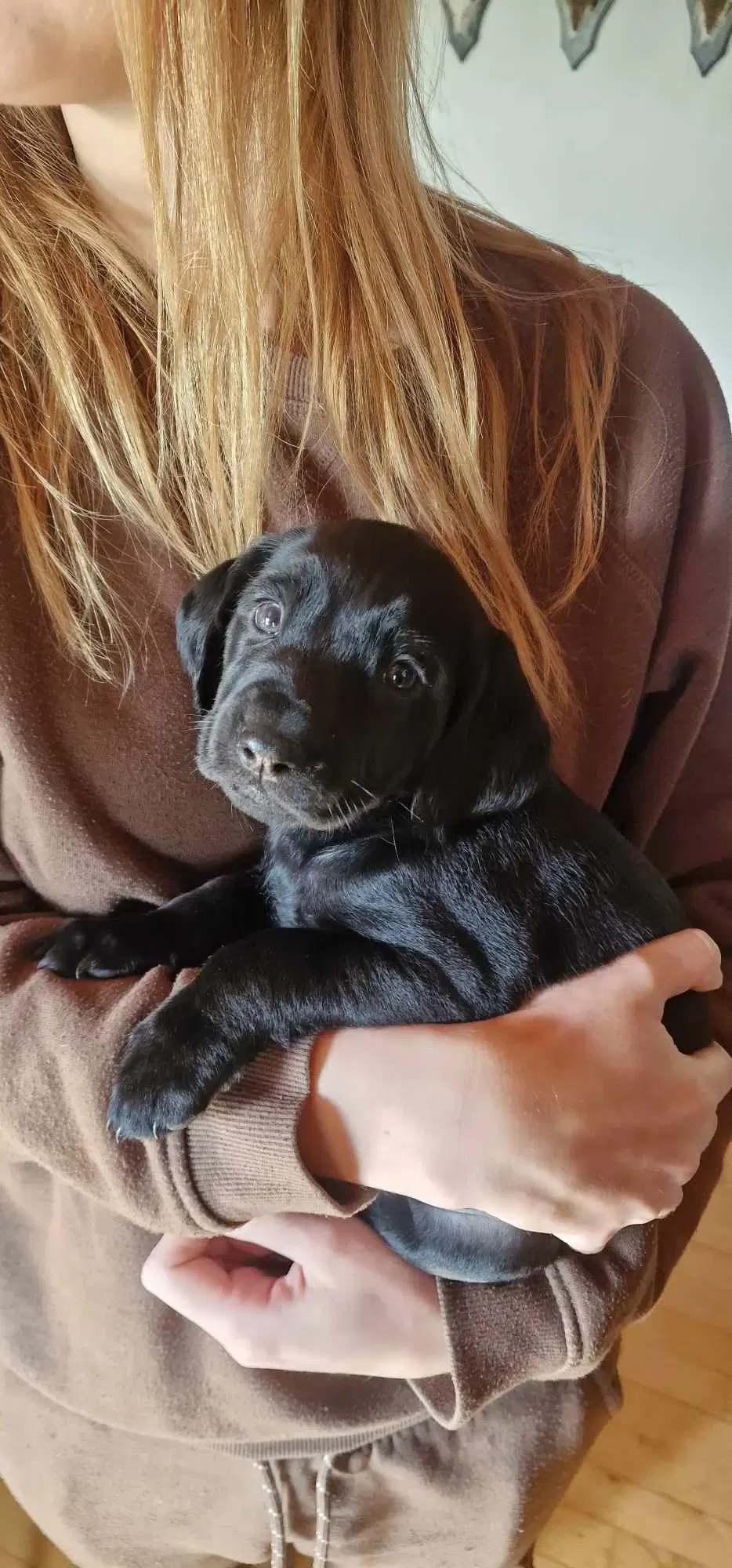 Cocker Spaniels/Labrador Hvalp