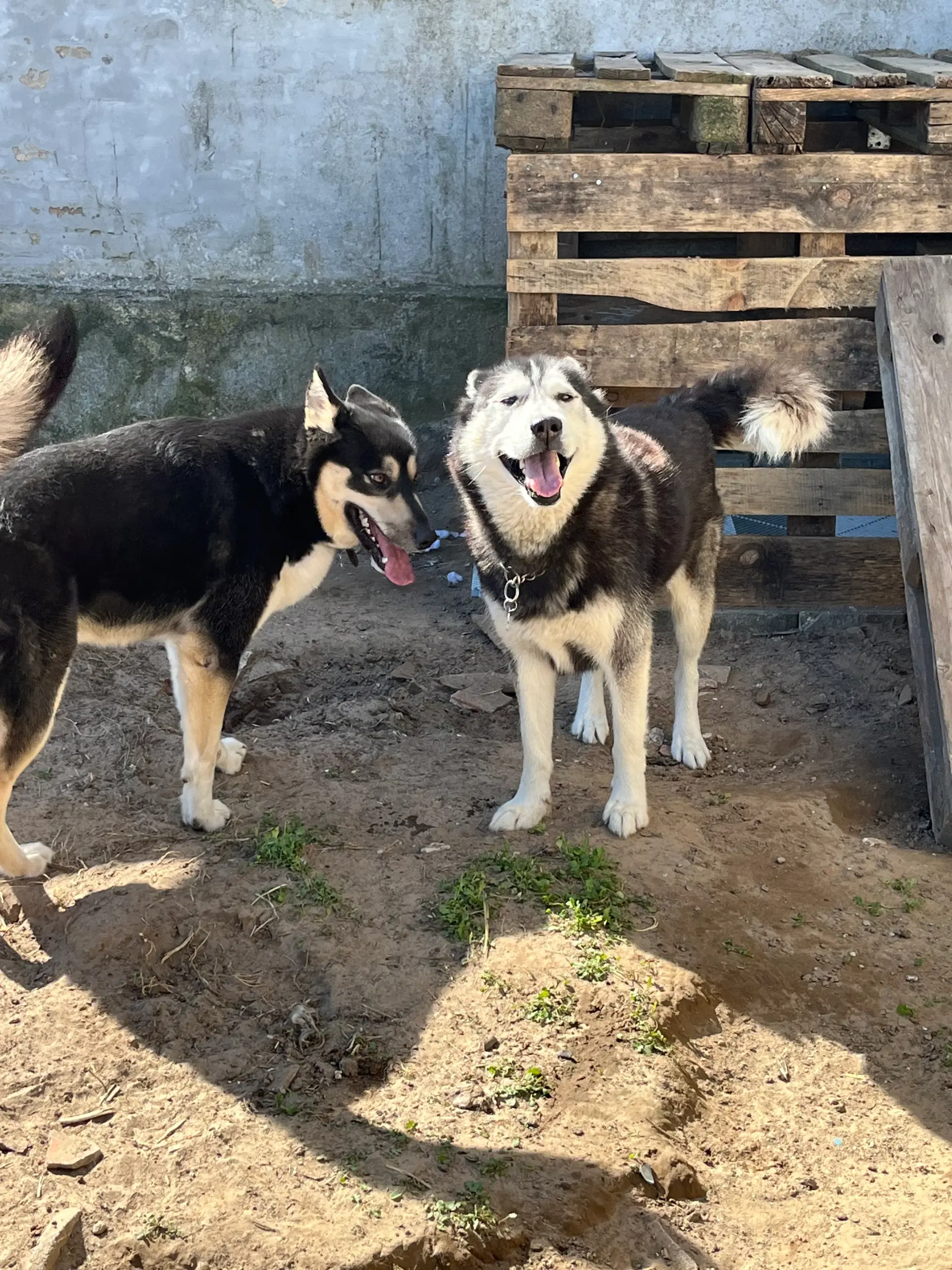 Husky/malamute hvalpe