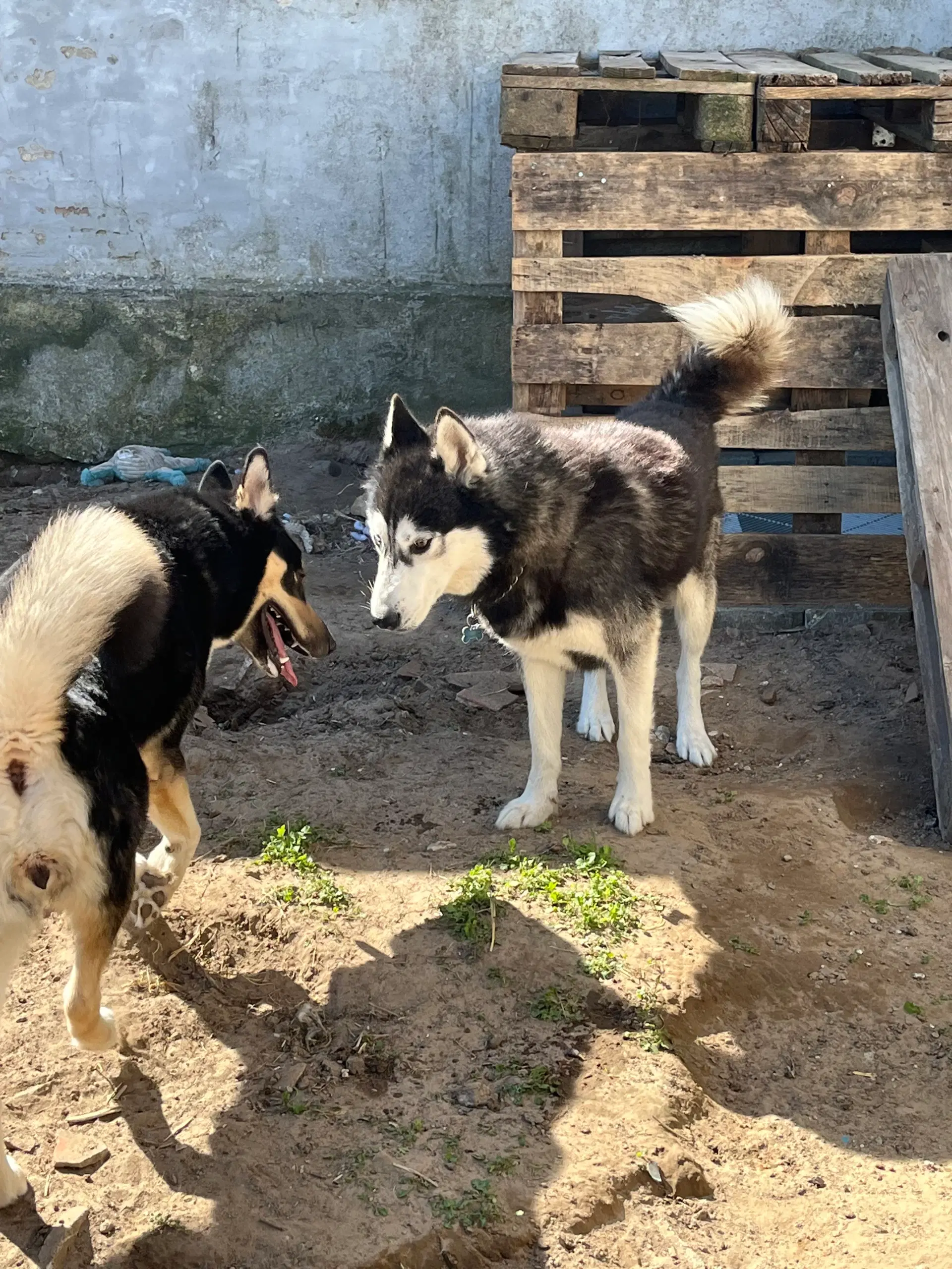 Husky/malamute hvalpe