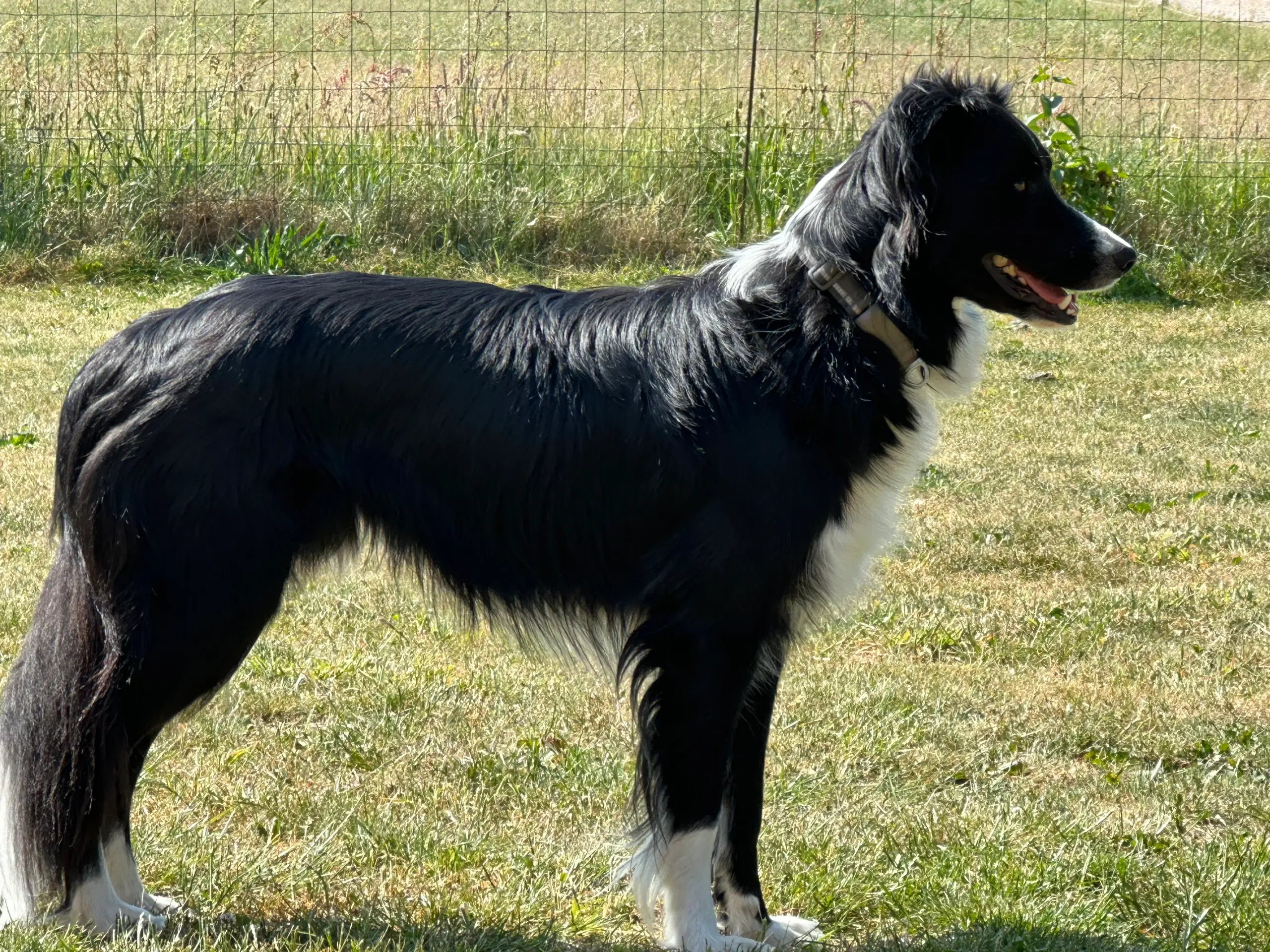 Border collie tilbydes til avl