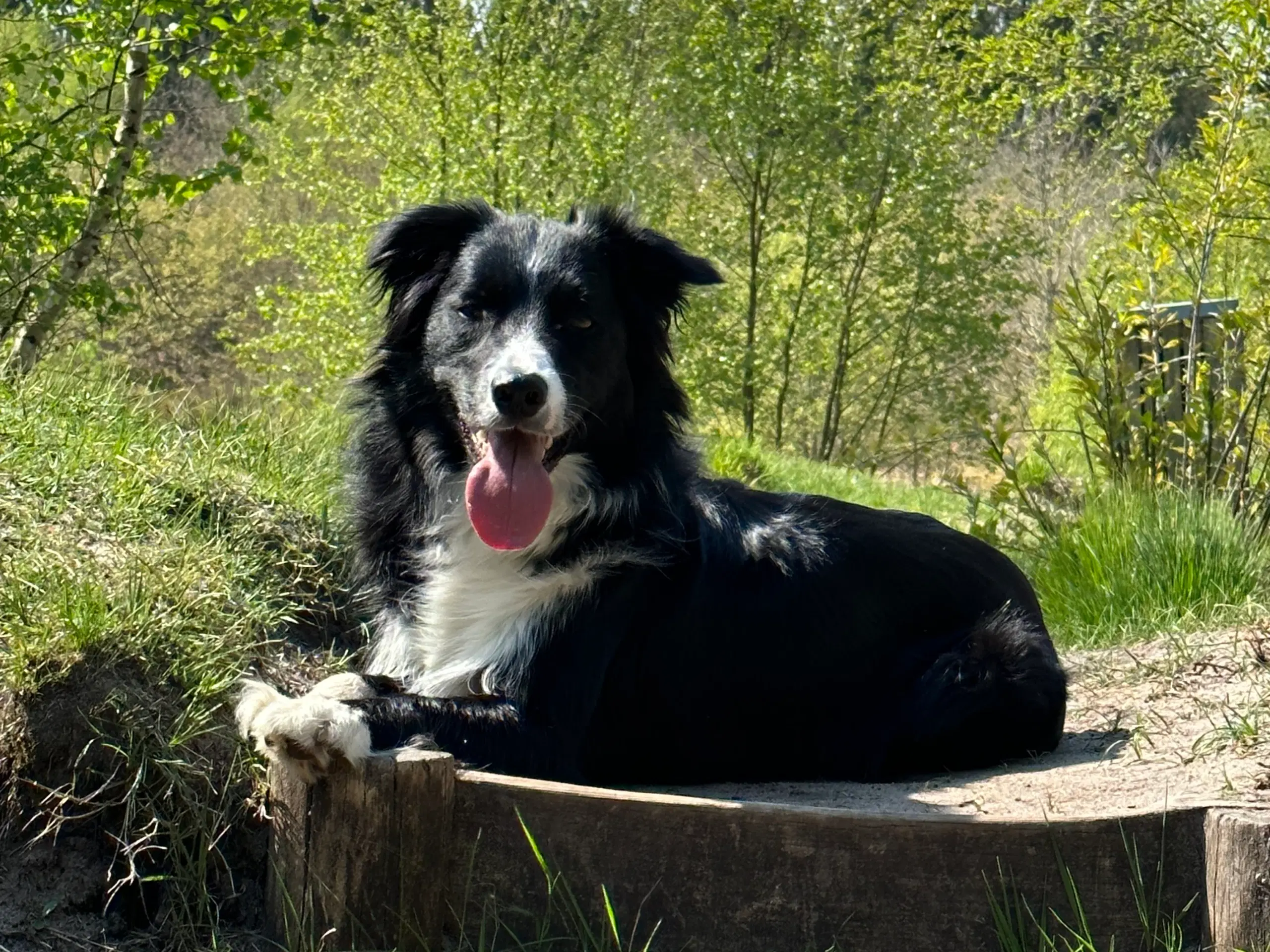 Border collie tilbydes til avl