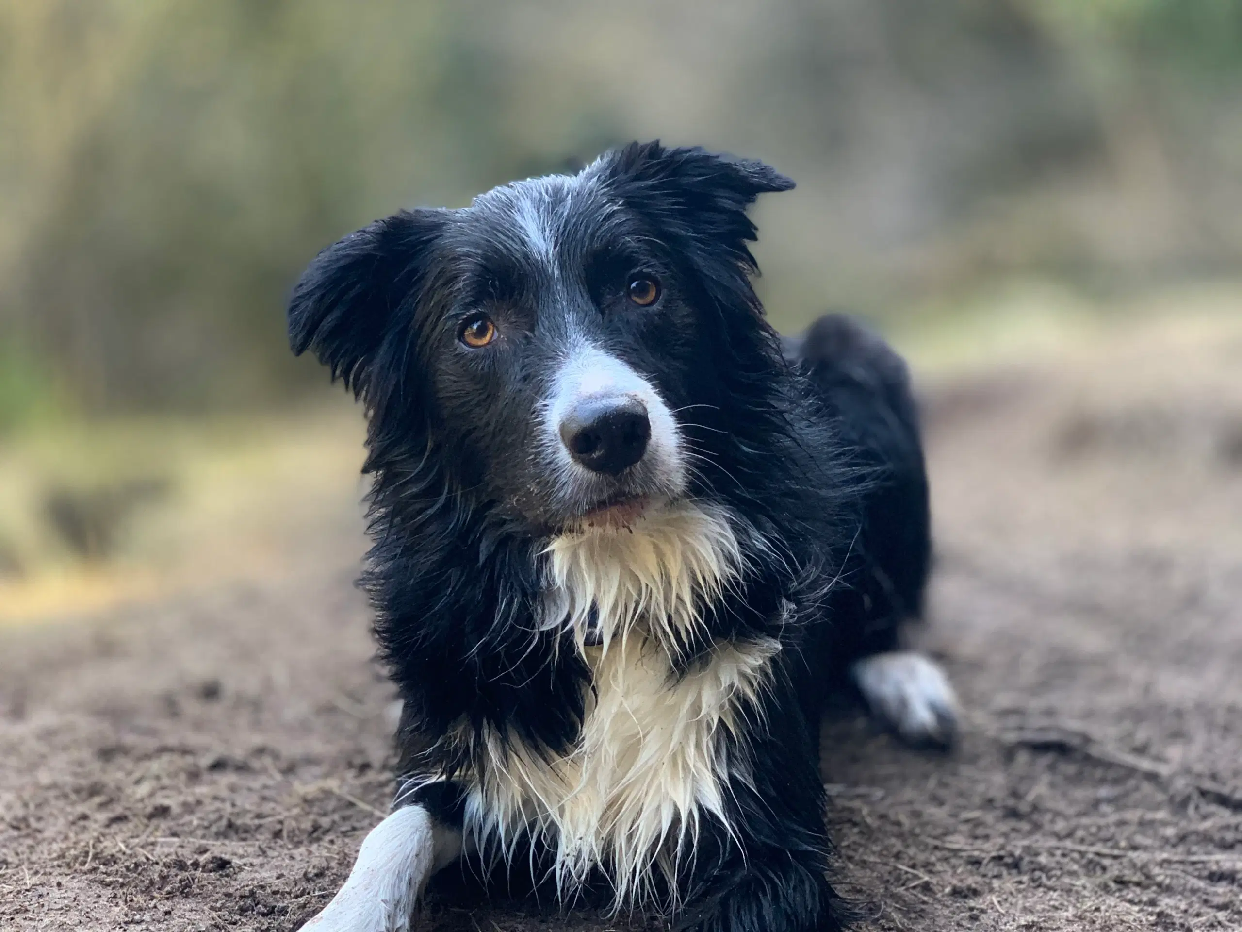 Border collie tilbydes til avl