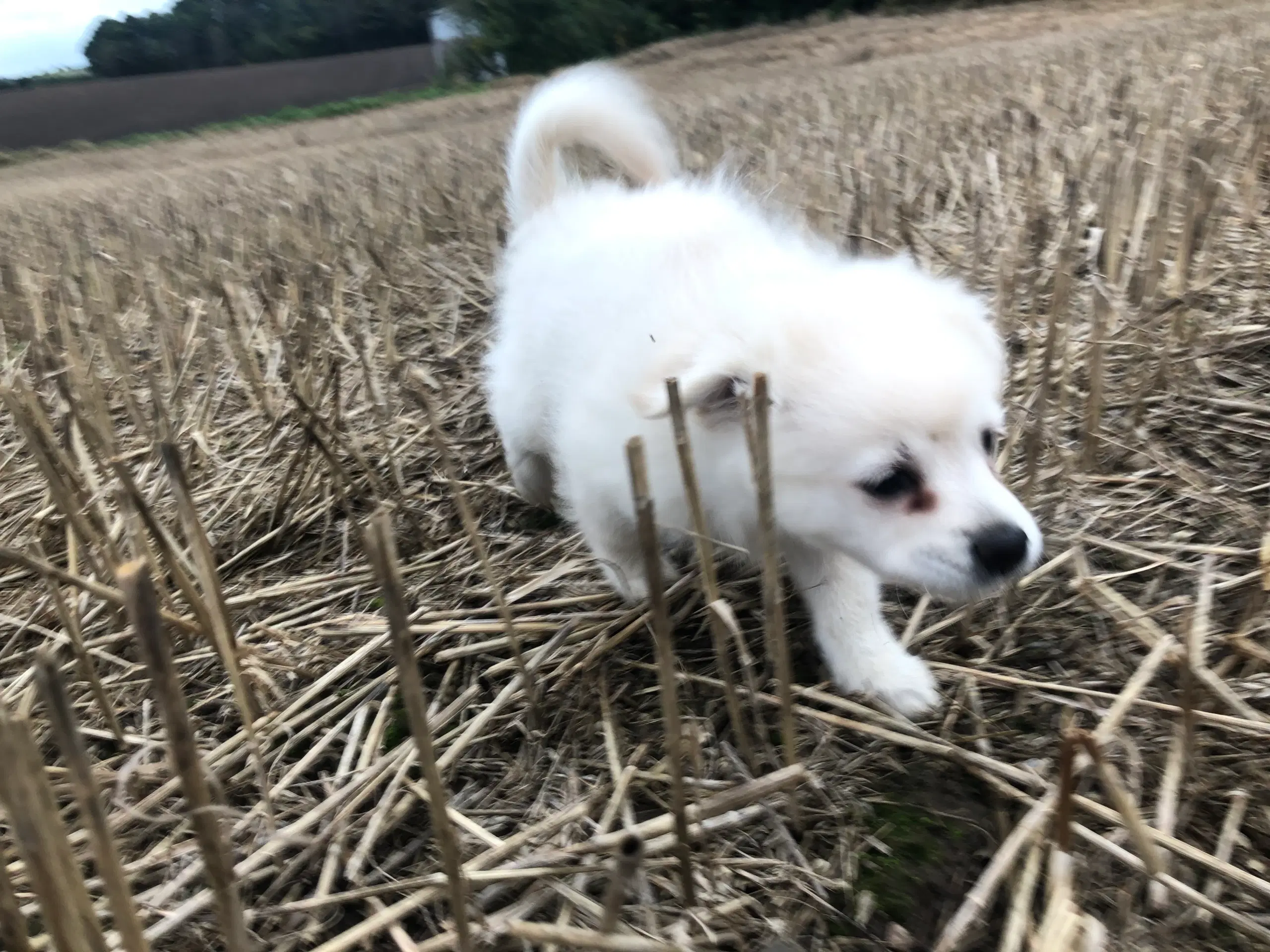 Chihuahua pomeranian russisk toy terrier