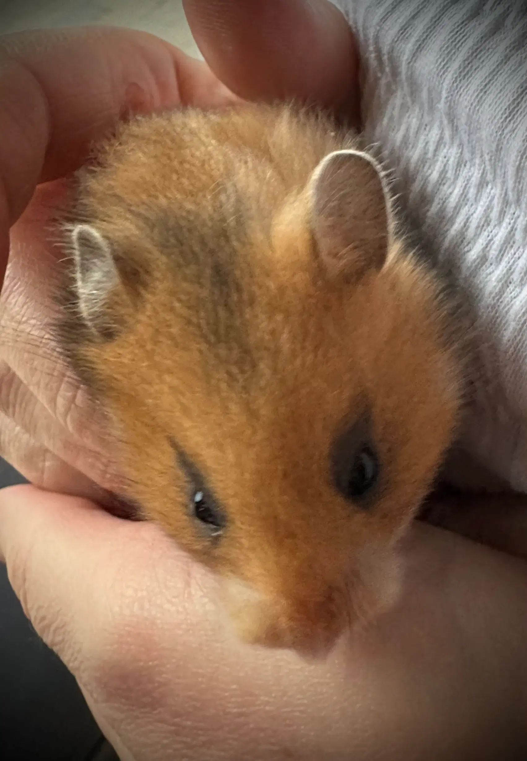 Guldhamster unger sælges