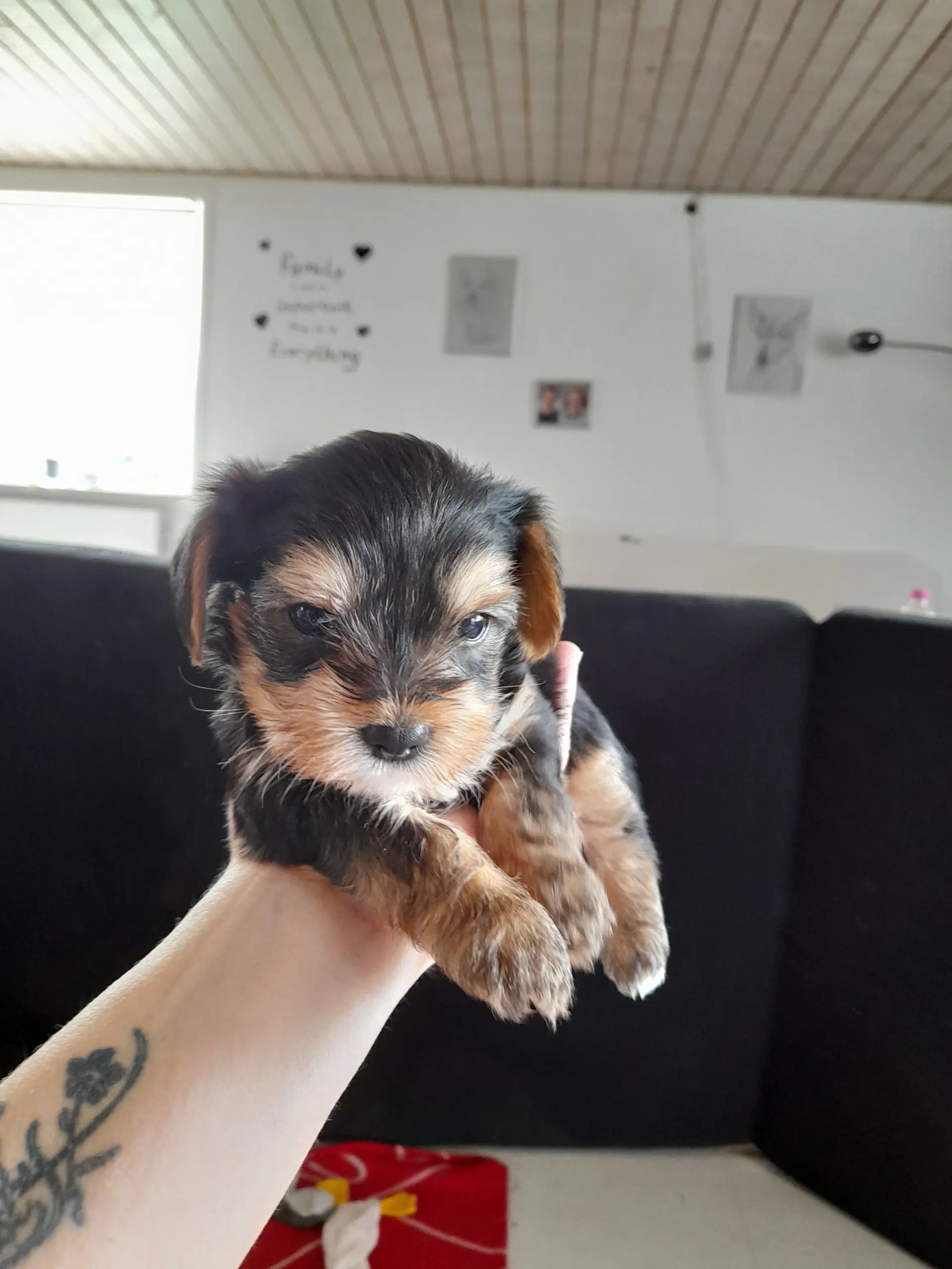 Yorkshire terrier hvalpe