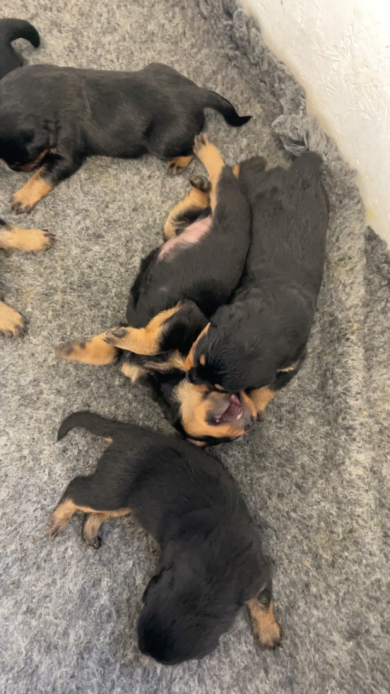 Rottweiler hvalpe familiehund