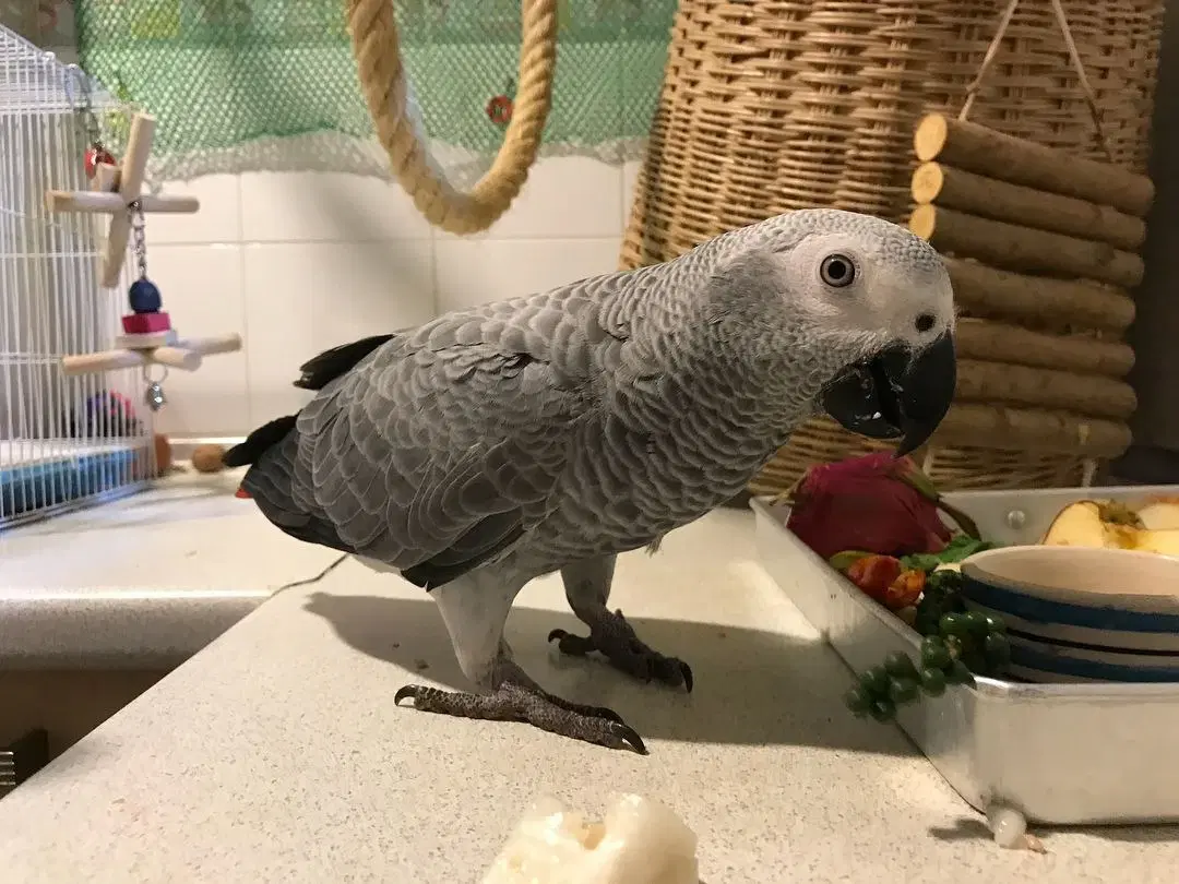 African grey parrots