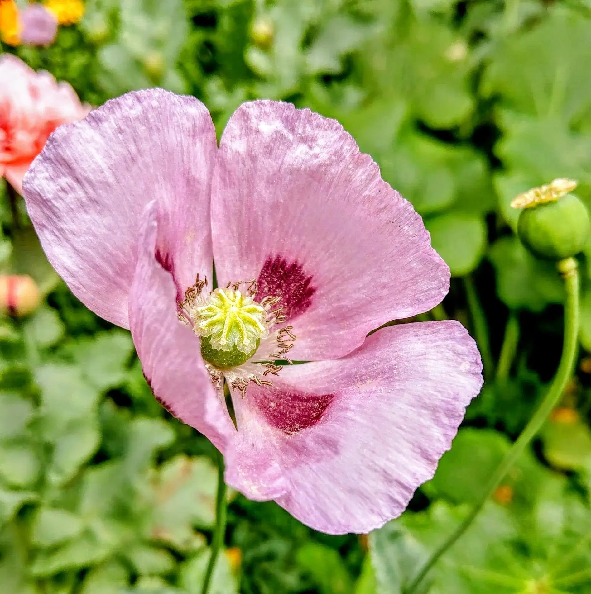 PAS PÅ NATUREN med smukke blomster -så nu!