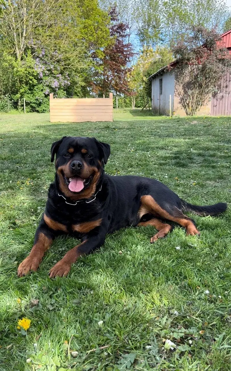 Rottweiler hvalpe