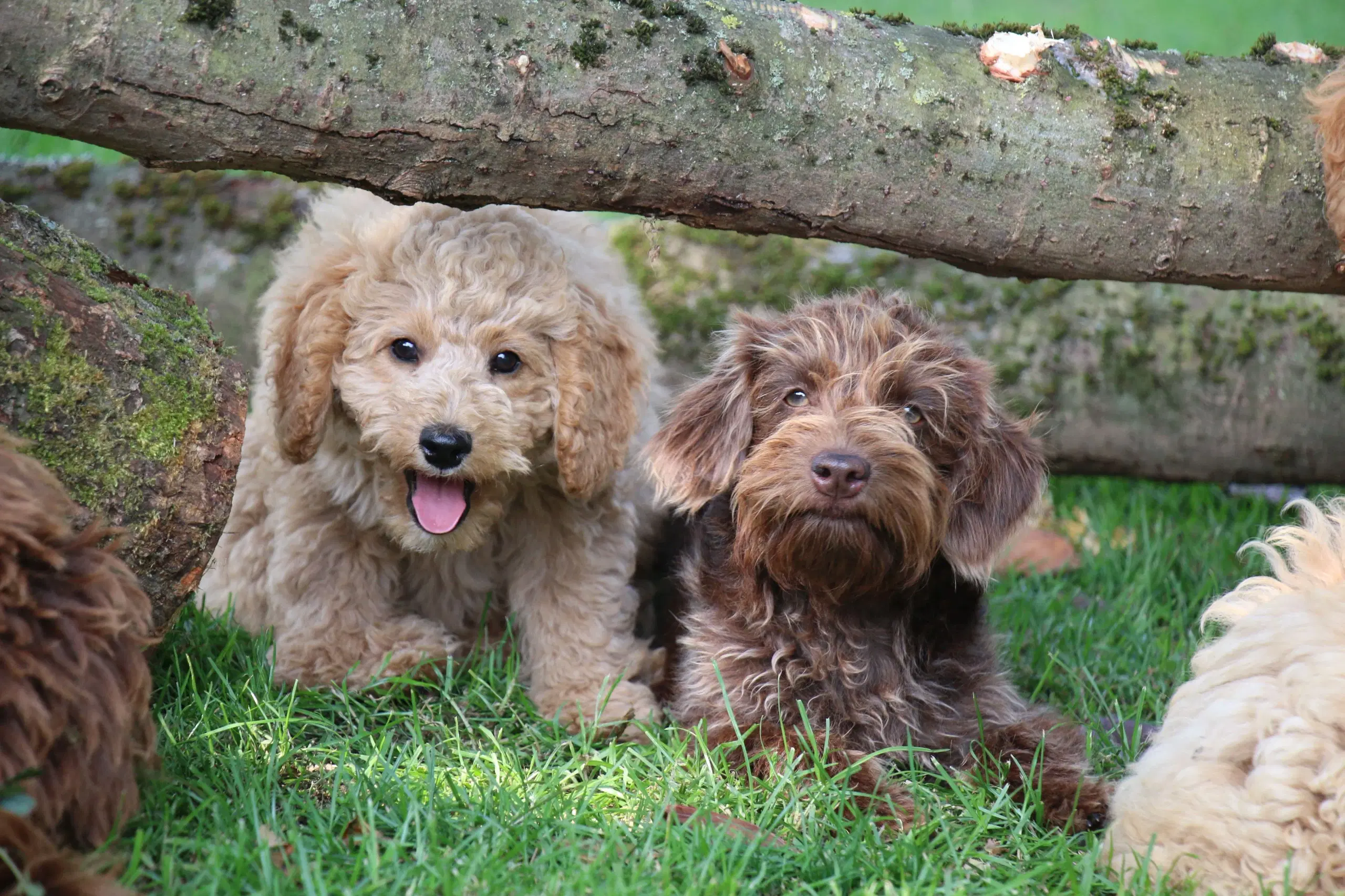 Goldendoodle Doodledoodle Cavapoo