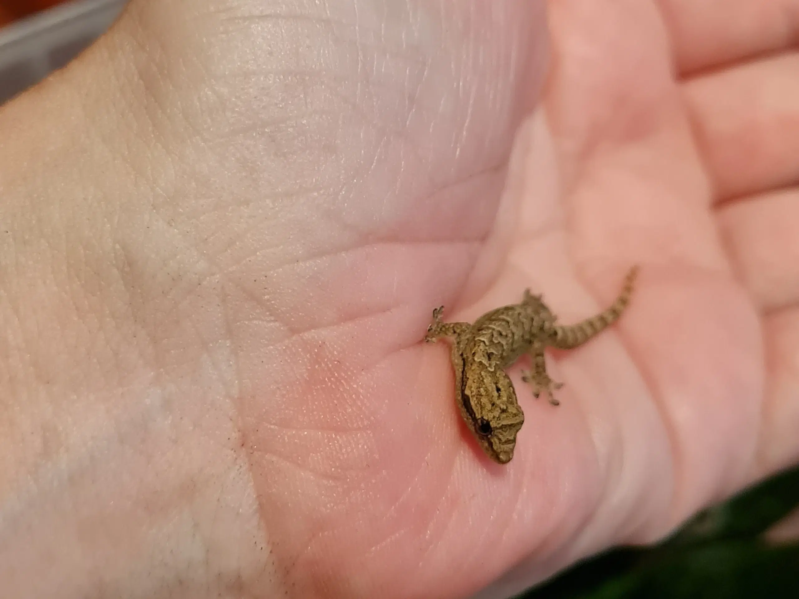 Jomfrugekko Lepidodactylus Lugubris