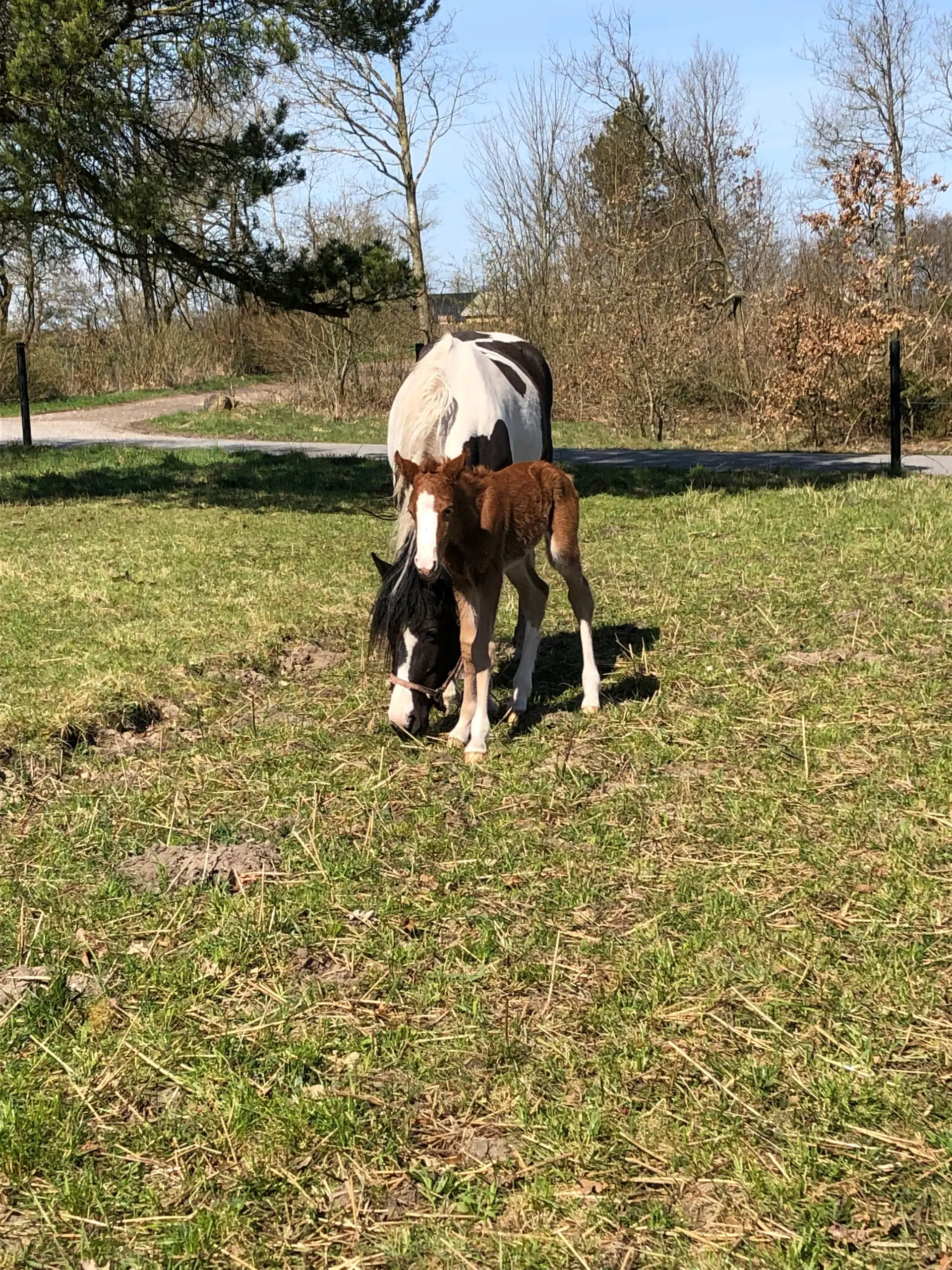 Pony kat 1 føl / plag