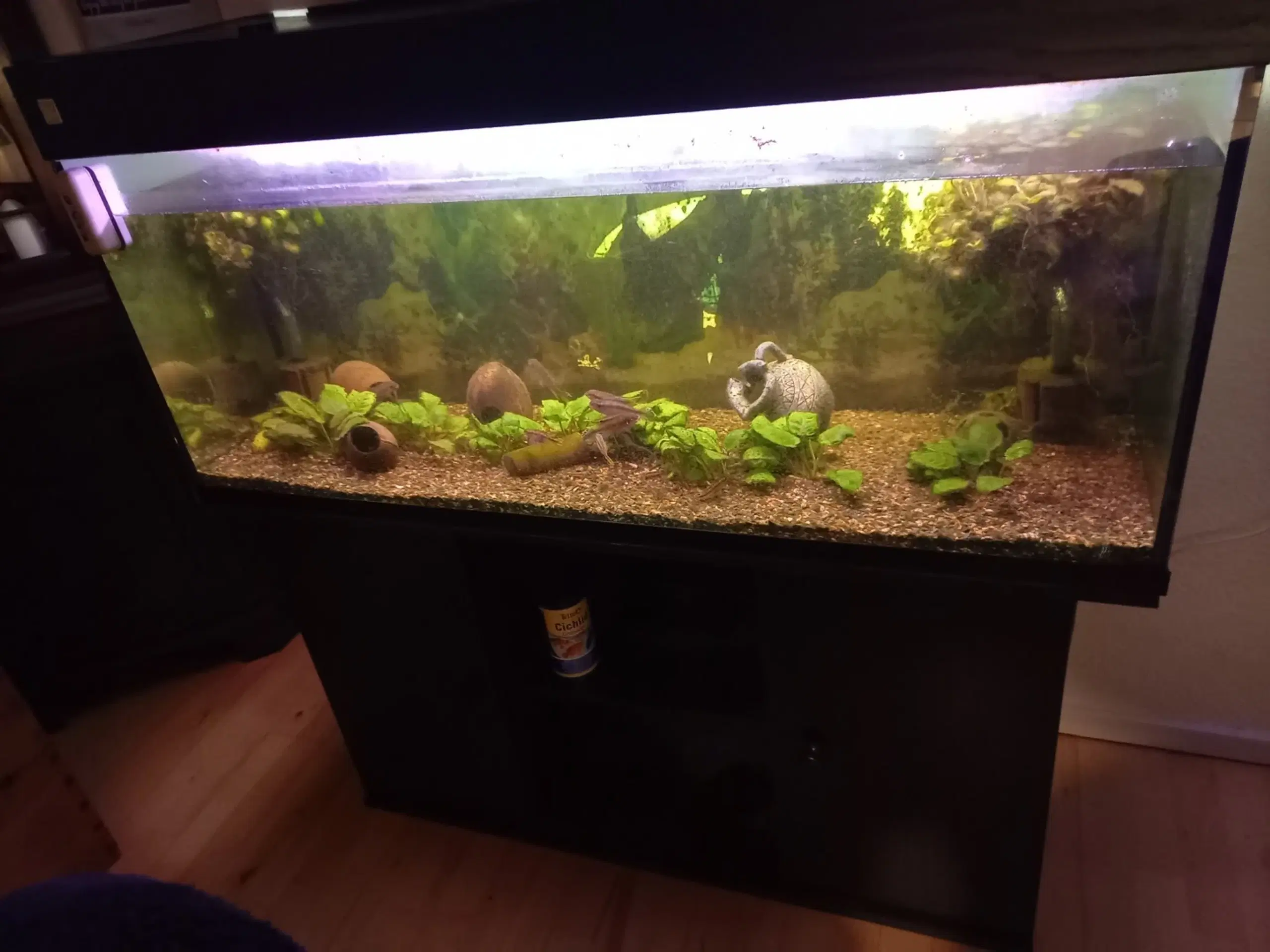 Akvarium  med fisk og tilbehør