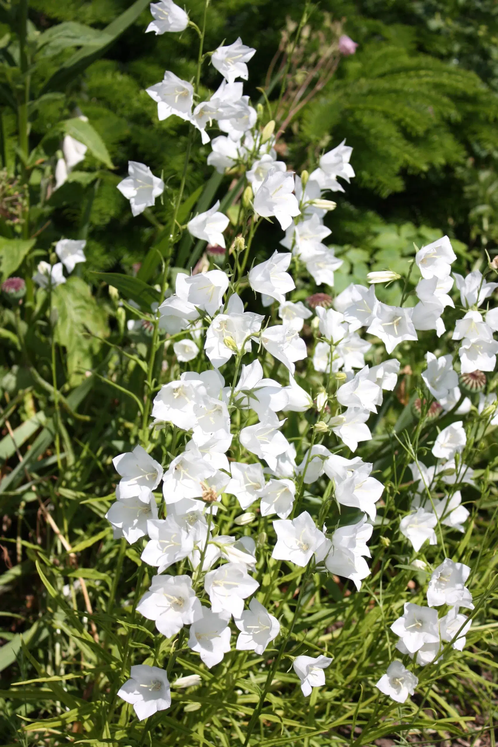 Klokkeblomst