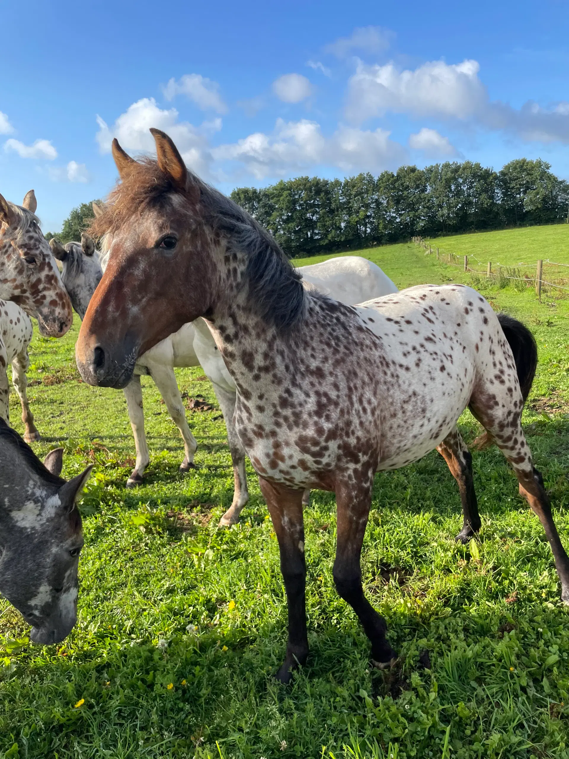 Knabstrupper pony føl