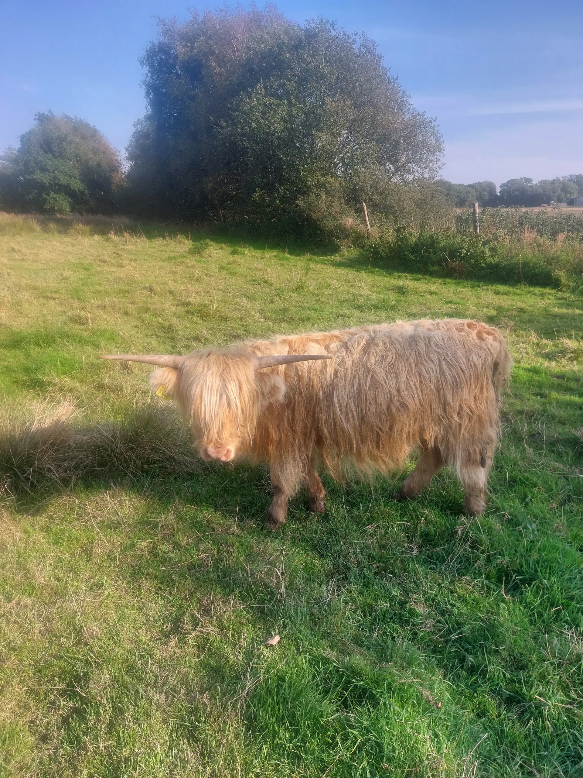 skotsk højland kvæg sælges