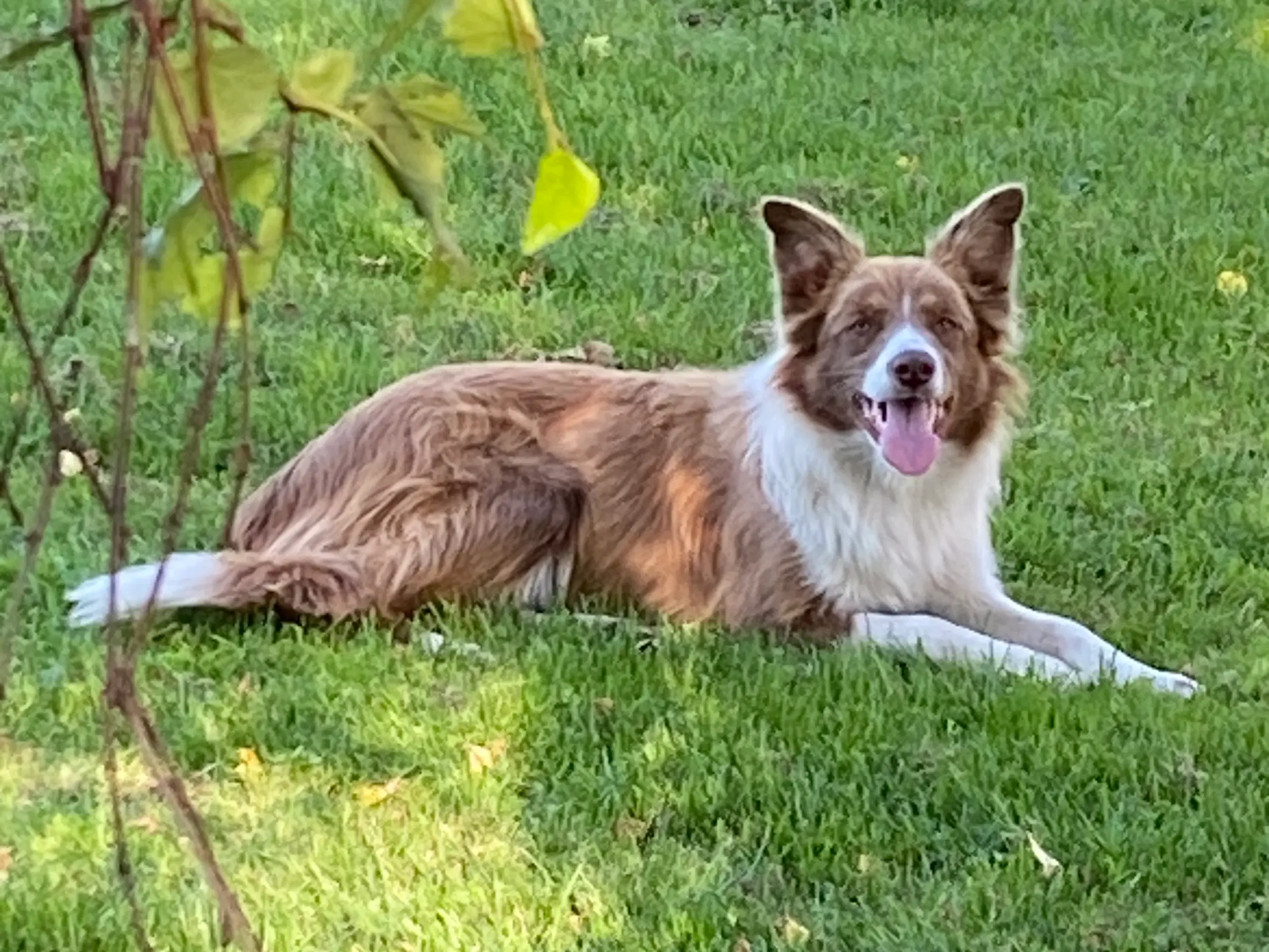 Border collie tæve