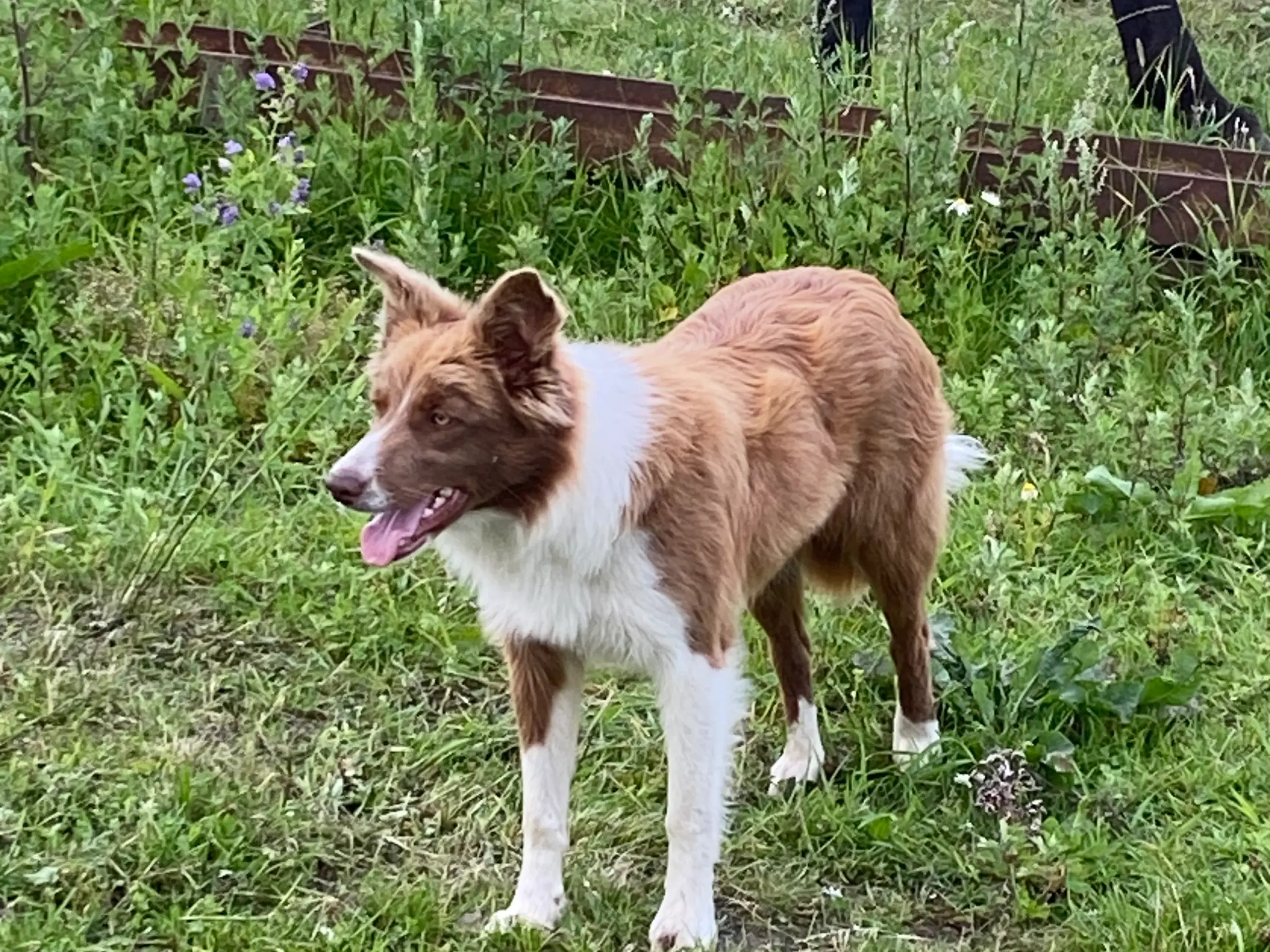 Border collie tæve