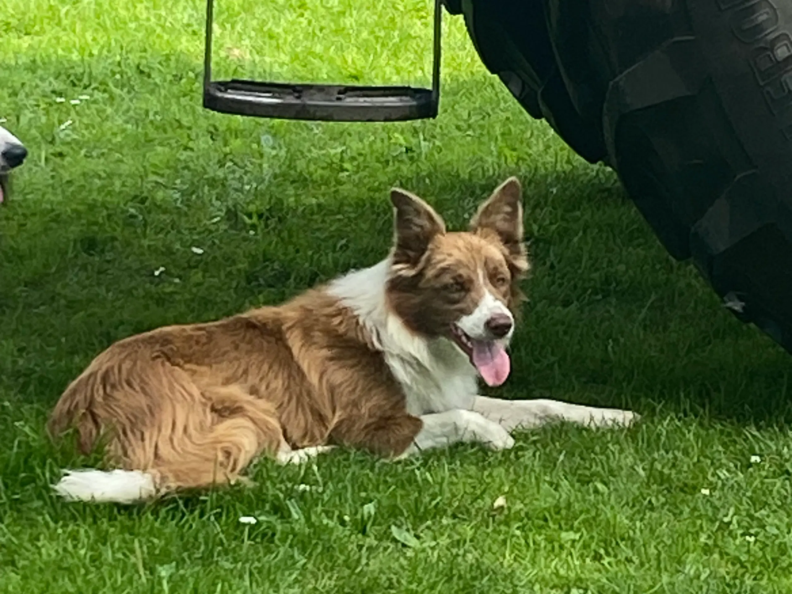 Border collie tæve