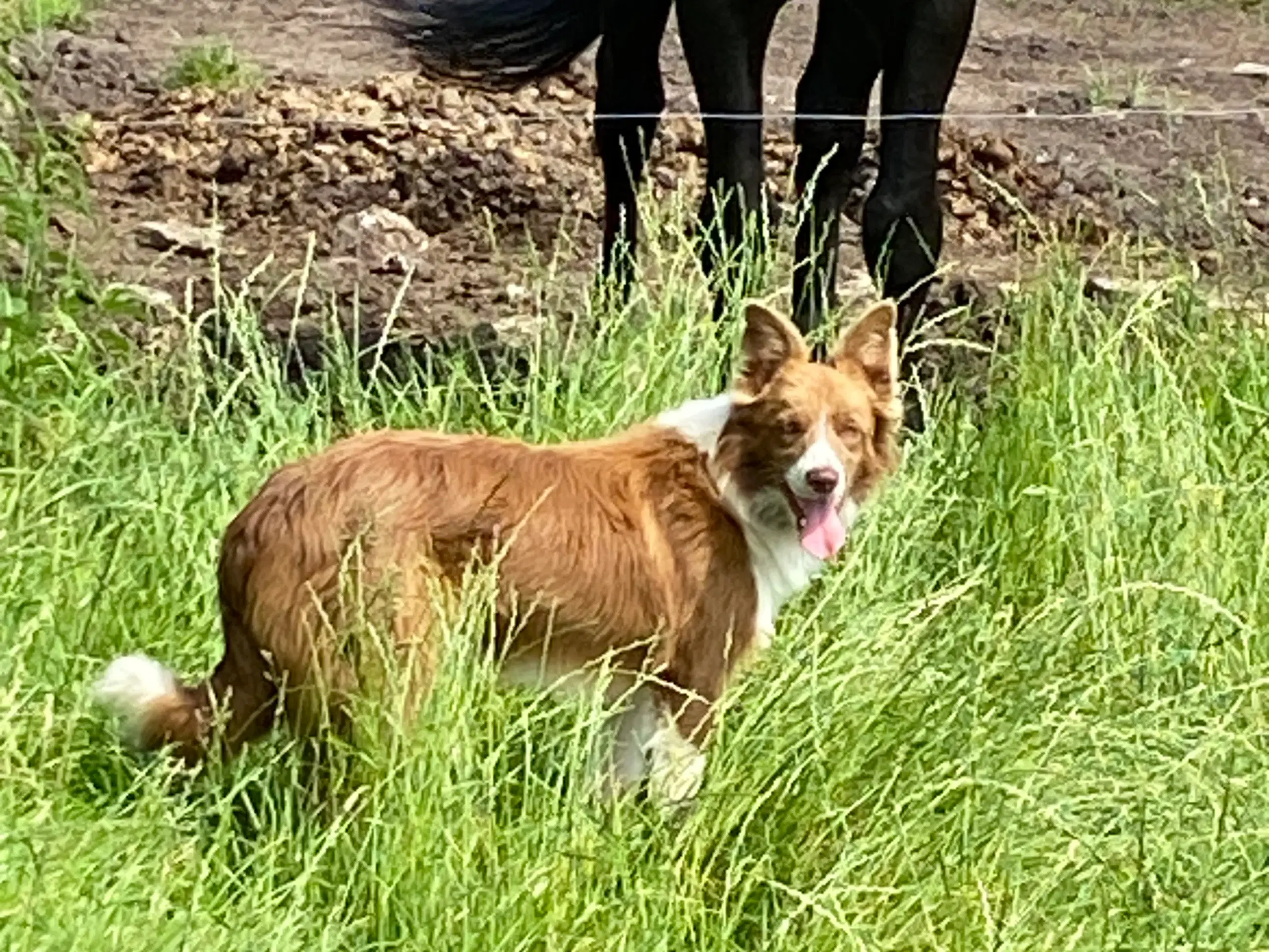 Border collie tæve