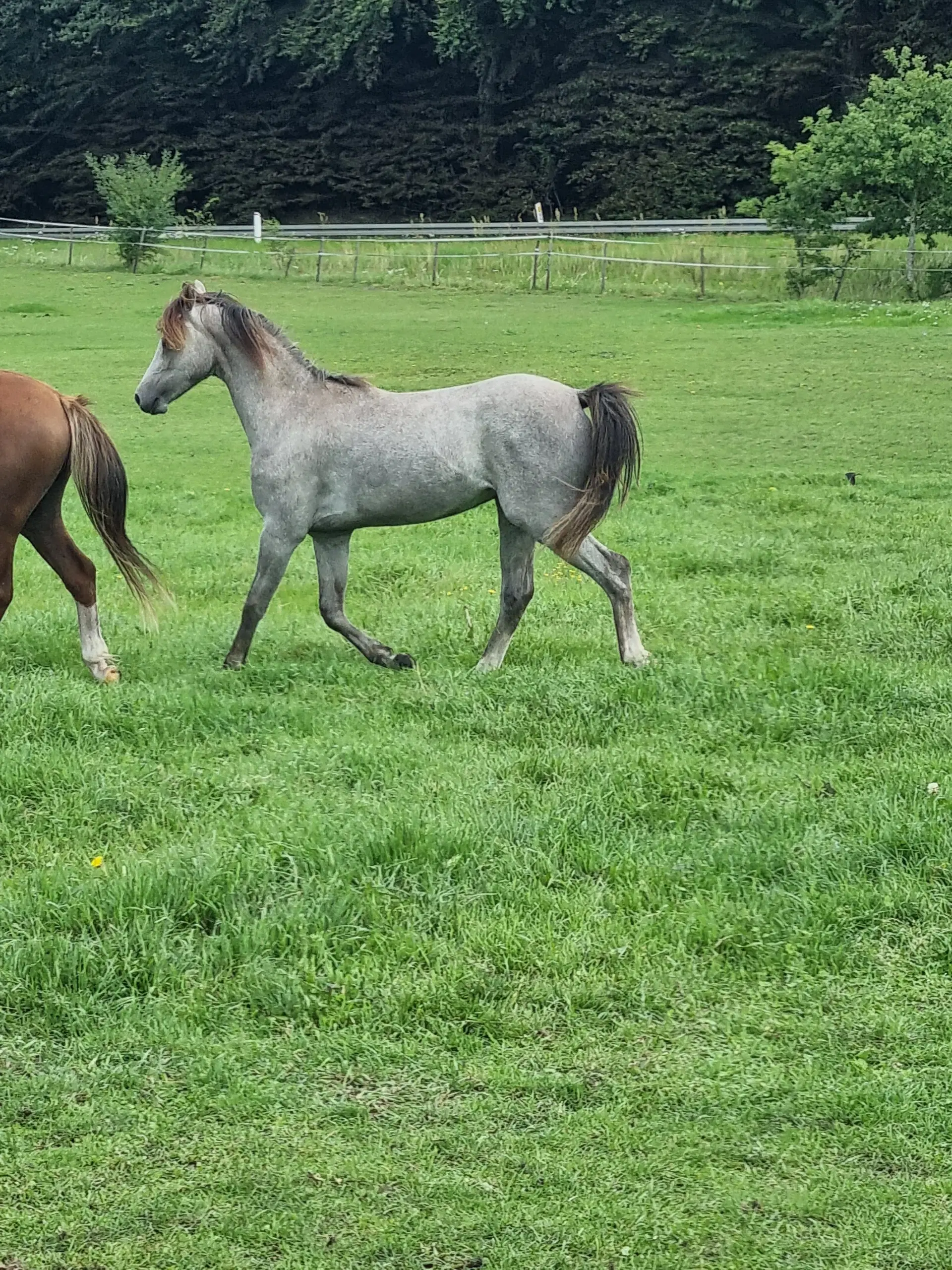 Welsh secB hingst