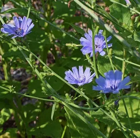 PAS PÅ NATUREN med smukke blomster -så nu!