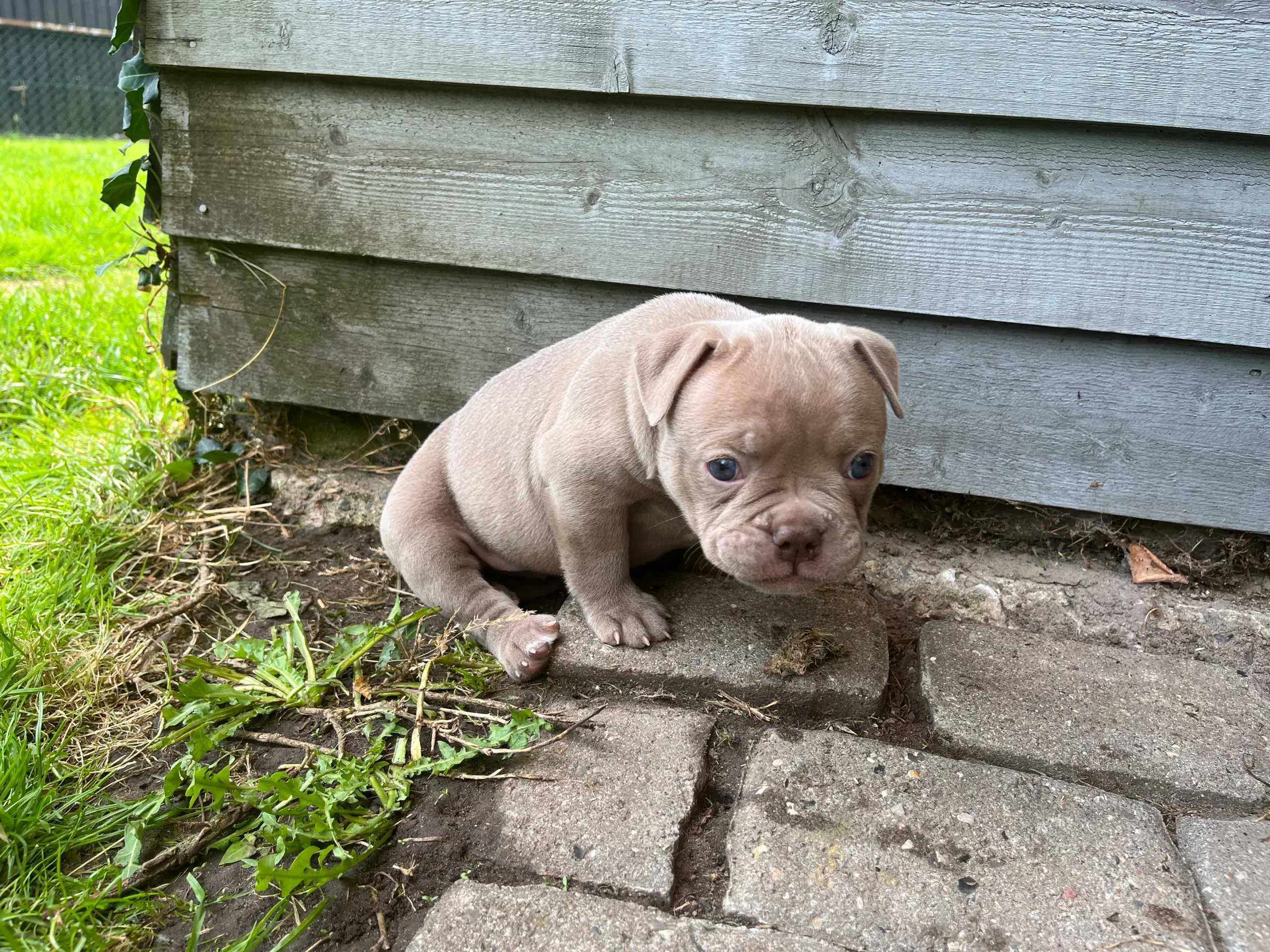 2 Old english bulldog piger