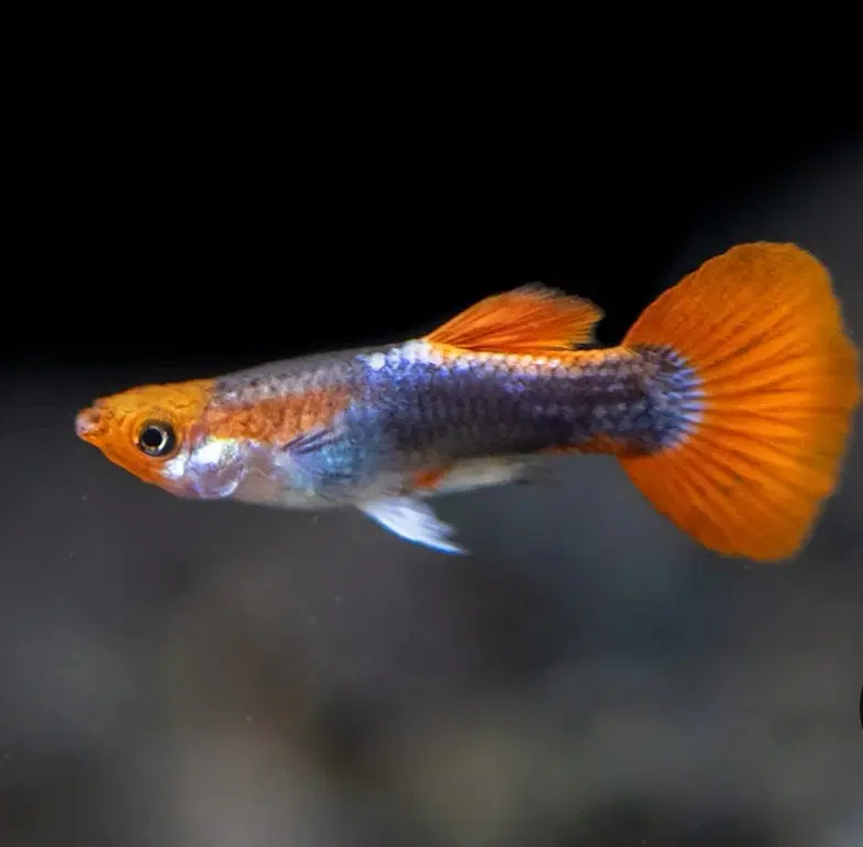 Tuxedo red koi guppy