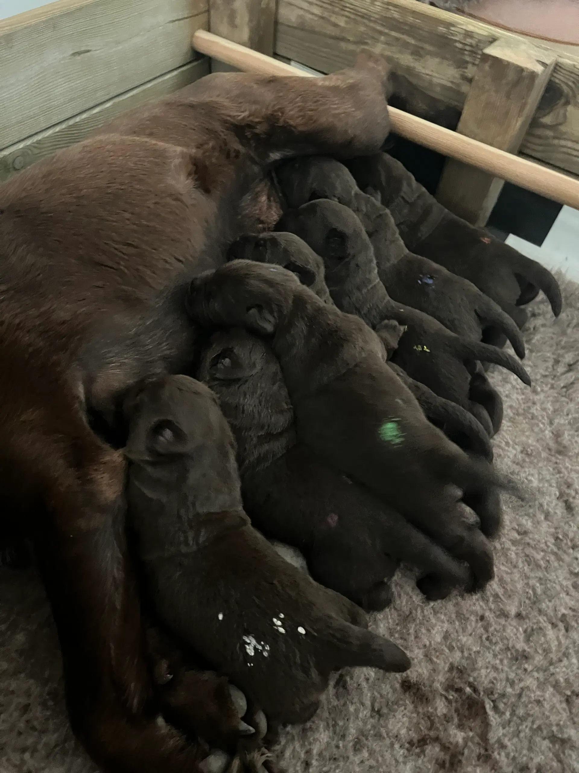 Gammeldags brune labradorhvalpe