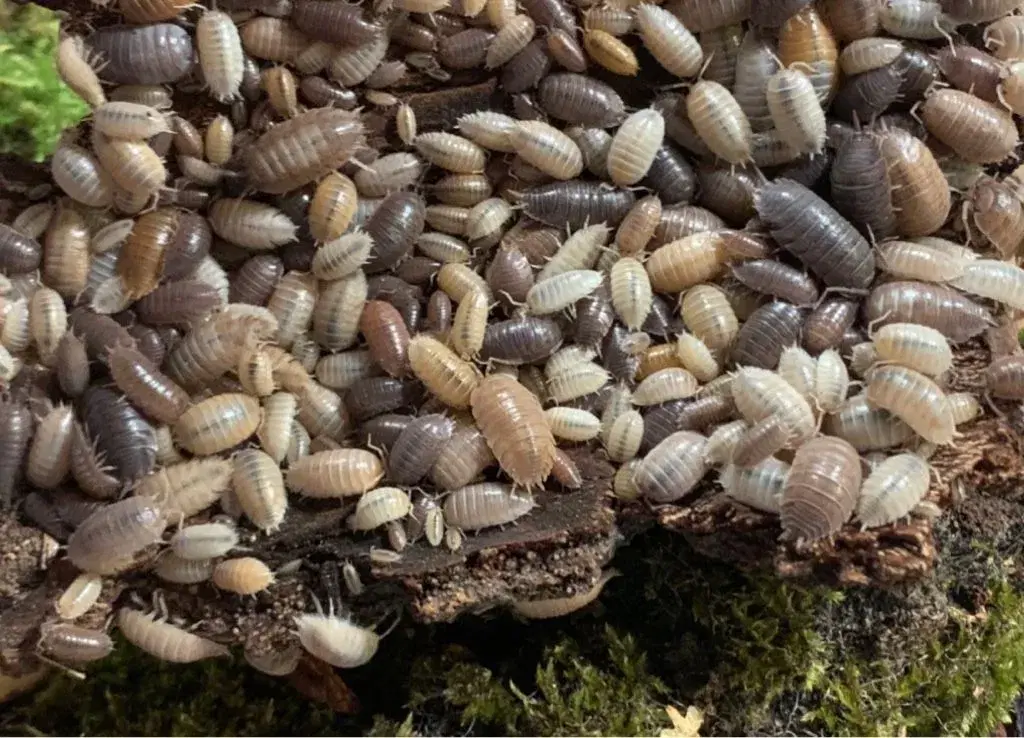 Porcellio Laevis Marbelized