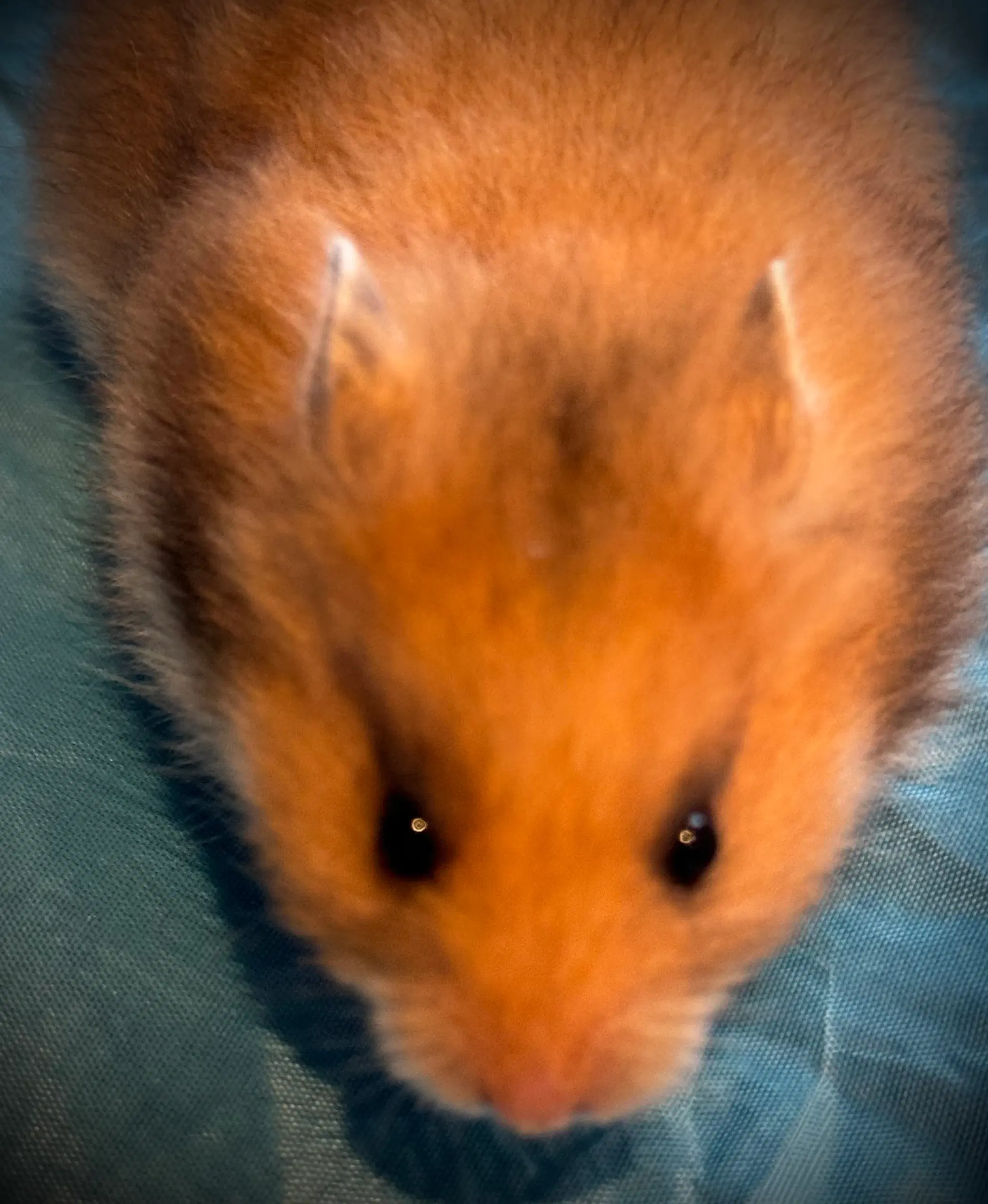 Guldhamster unger sælges