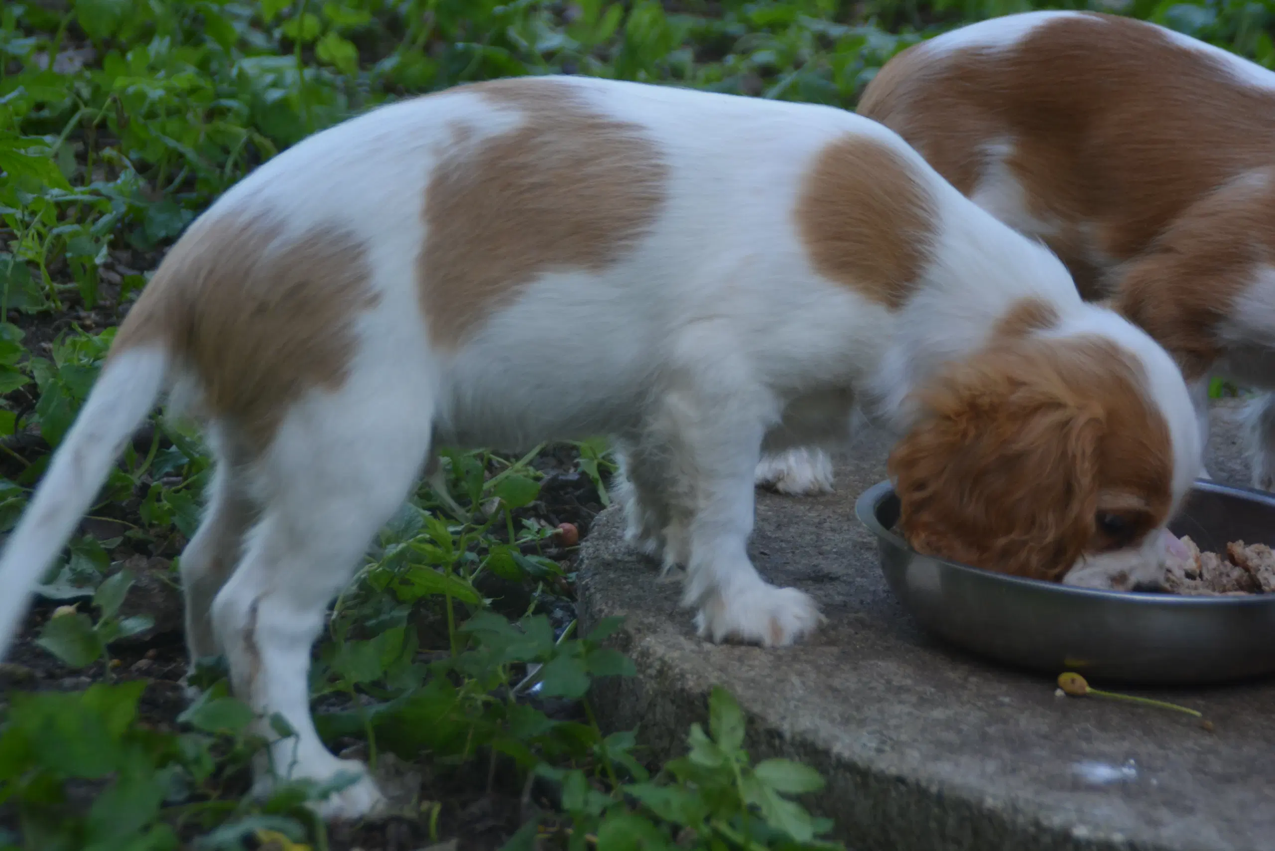 Cavalier King Charles Spaniel